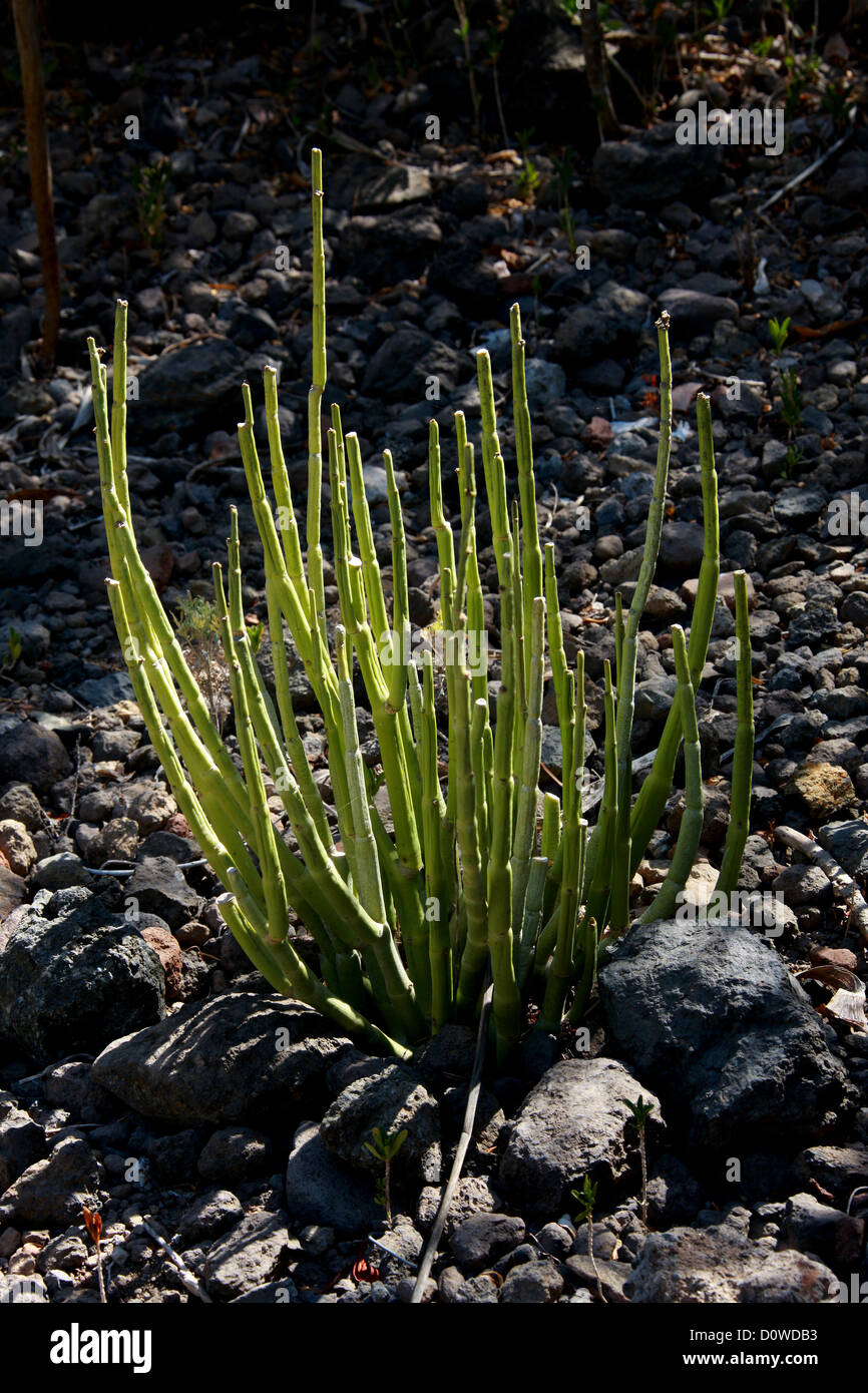 Cardoncillo o aguja Vid, Ceropegia dichotoma Apocynaceae (Asclepiadaceae). Distribución geográfica Es endémica de las Islas Canarias. Foto de stock