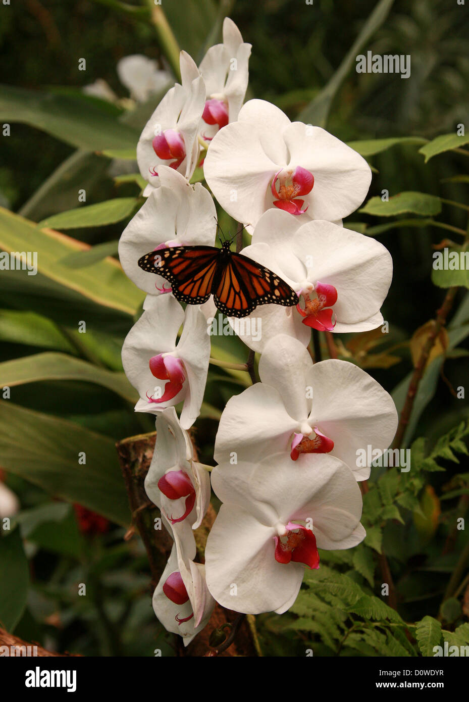 La polilla, cultivar híbridos de orquídeas Phalaenopsis, Orchidaceae, y la Mariposa Monarca, Danaus plexippus, Papilionoidea, Nymphalidae. Foto de stock