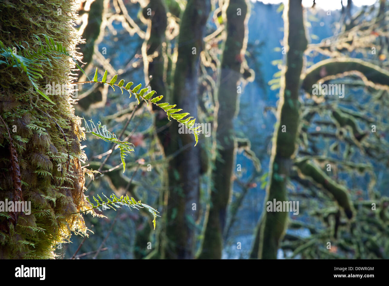 Los musgos en los troncos y ramas con retroiluminación Foto de stock