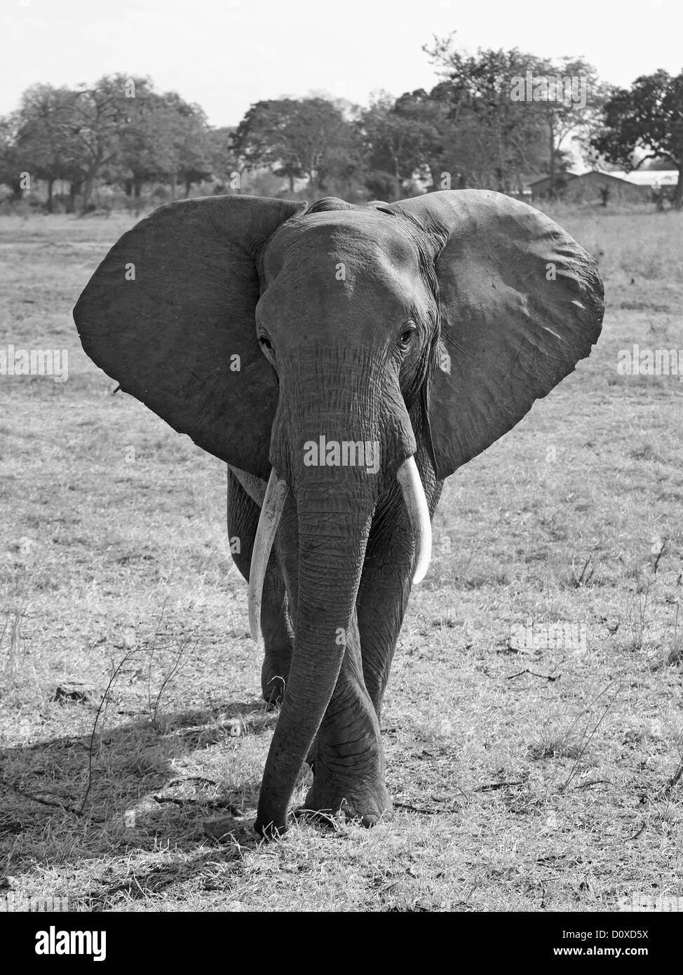 Elefante salvaje Foto de stock