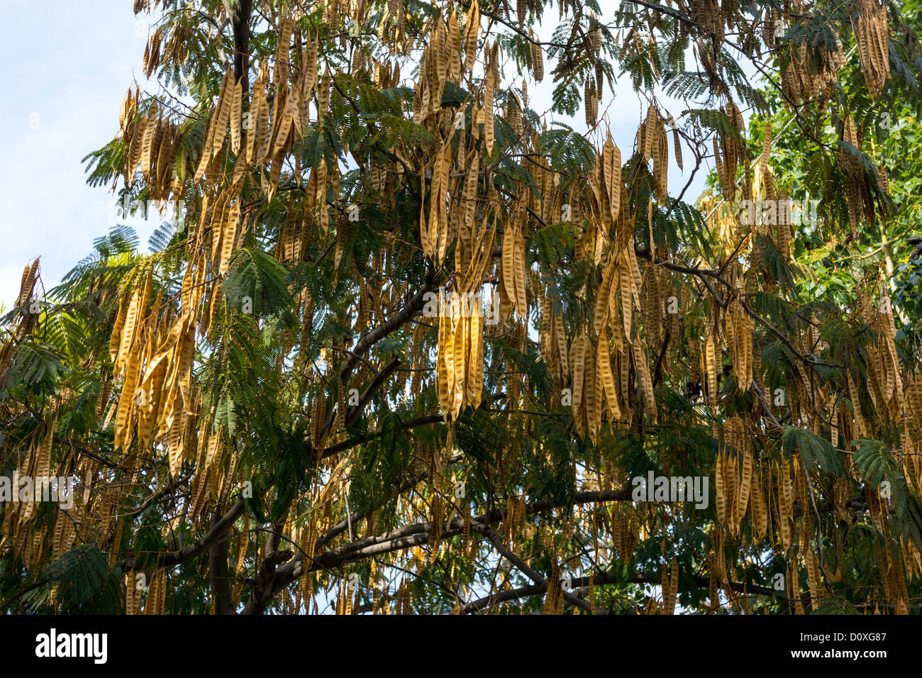 Vainas de de color marrón en el árbol fotografías e imágenes de alta - Alamy