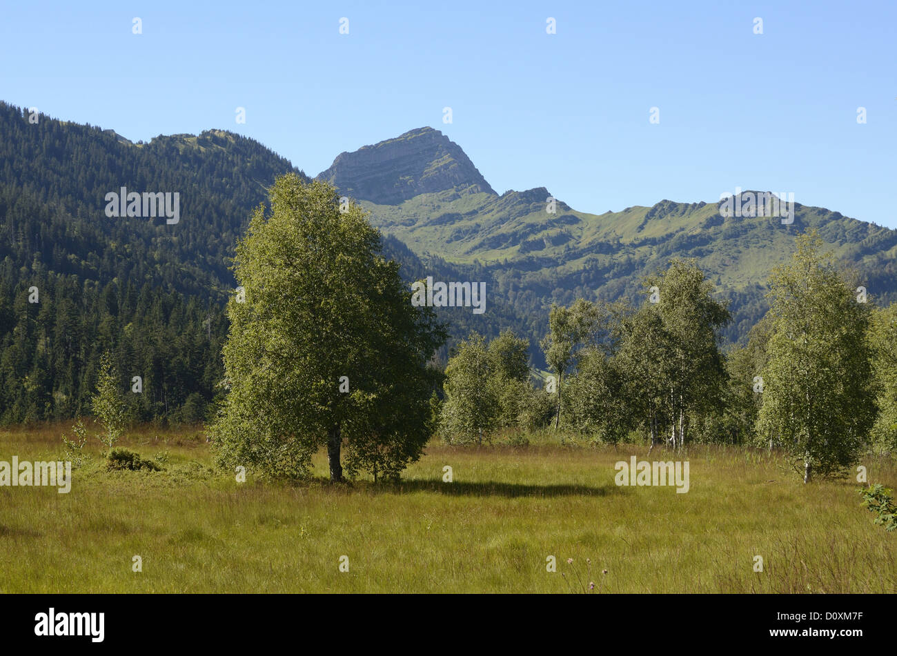 Moro, montaña, Riedach Nesslau, abedul-tree, Speer, montaña, Cantón de San Gall, Suiza Foto de stock