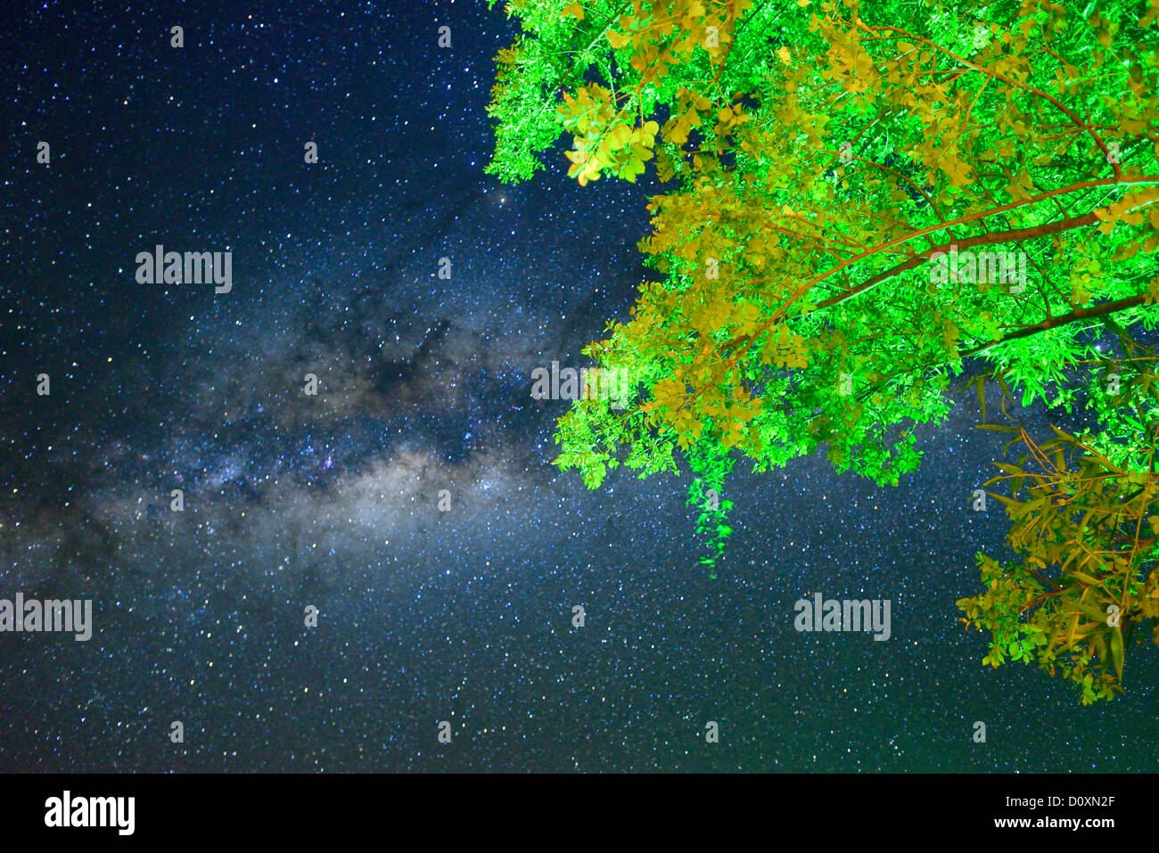 África, Namibiatree, hojas verdes, cielo nocturno, Astro Fotografía, cielo, estrellas, iluminado por las estrellas, penetró el cielo, Caprivi, Foto de stock