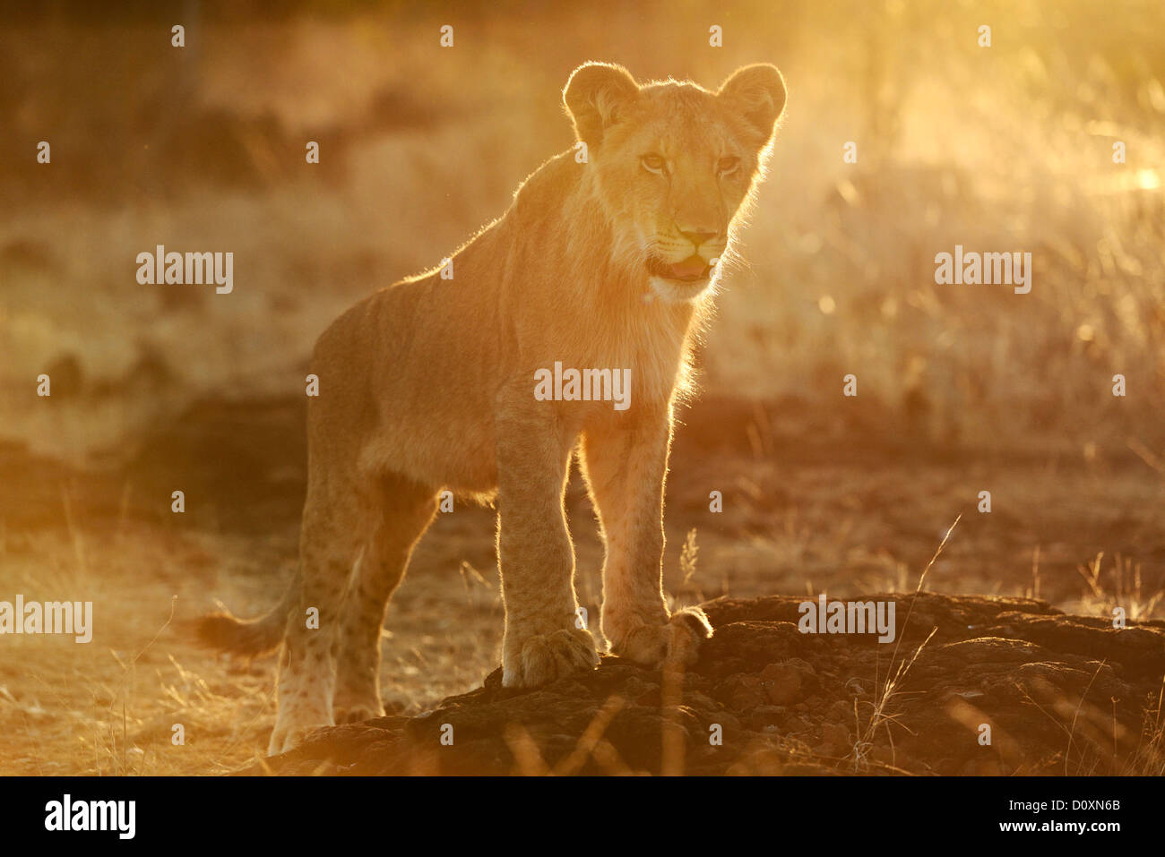 África, Zimbabwe, león, animal, leo, flora y fauna, safari, PUP Foto de stock