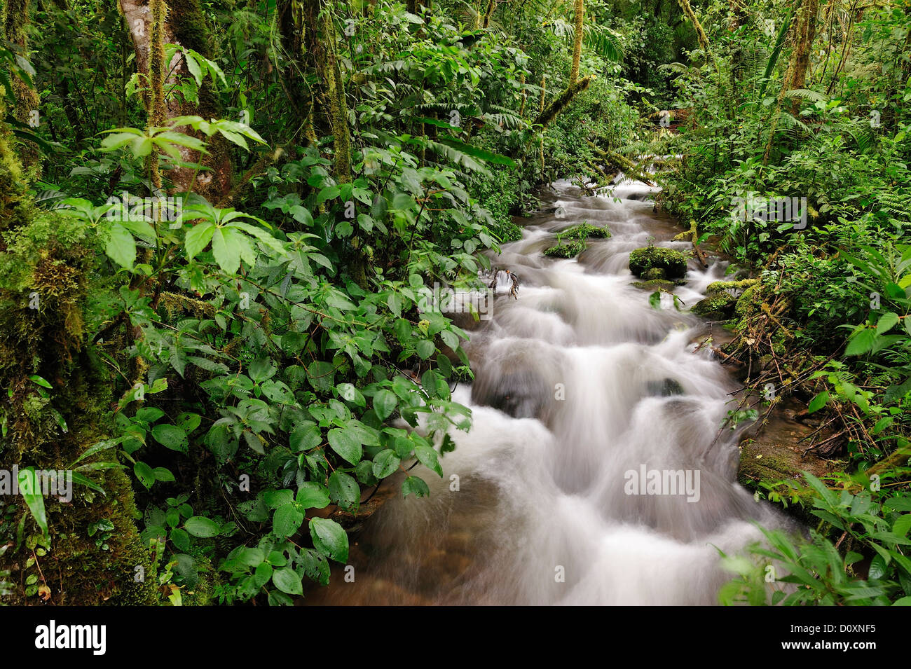 Creek, tropical, bosque nuboso, bosque lluvioso, swift, húmeda, verde, Chiriquí Viejo, Bosque, Parque Nacional de Amistad, parque nacional Foto de stock