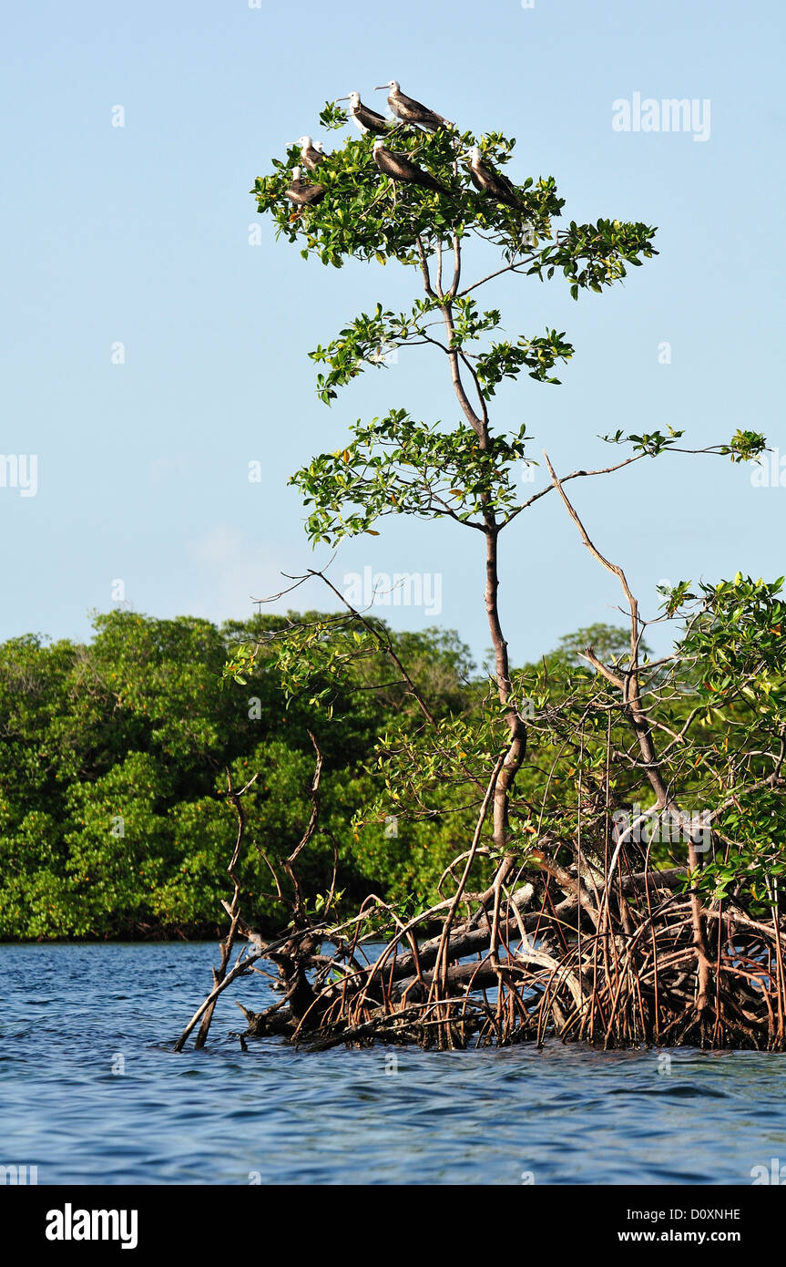 Tropical, manglares, naturaleza, aves, pájaros fragata, árbol de aves, Mar Caribe, Bocas del Toro, Panamá, Centroamérica Foto de stock