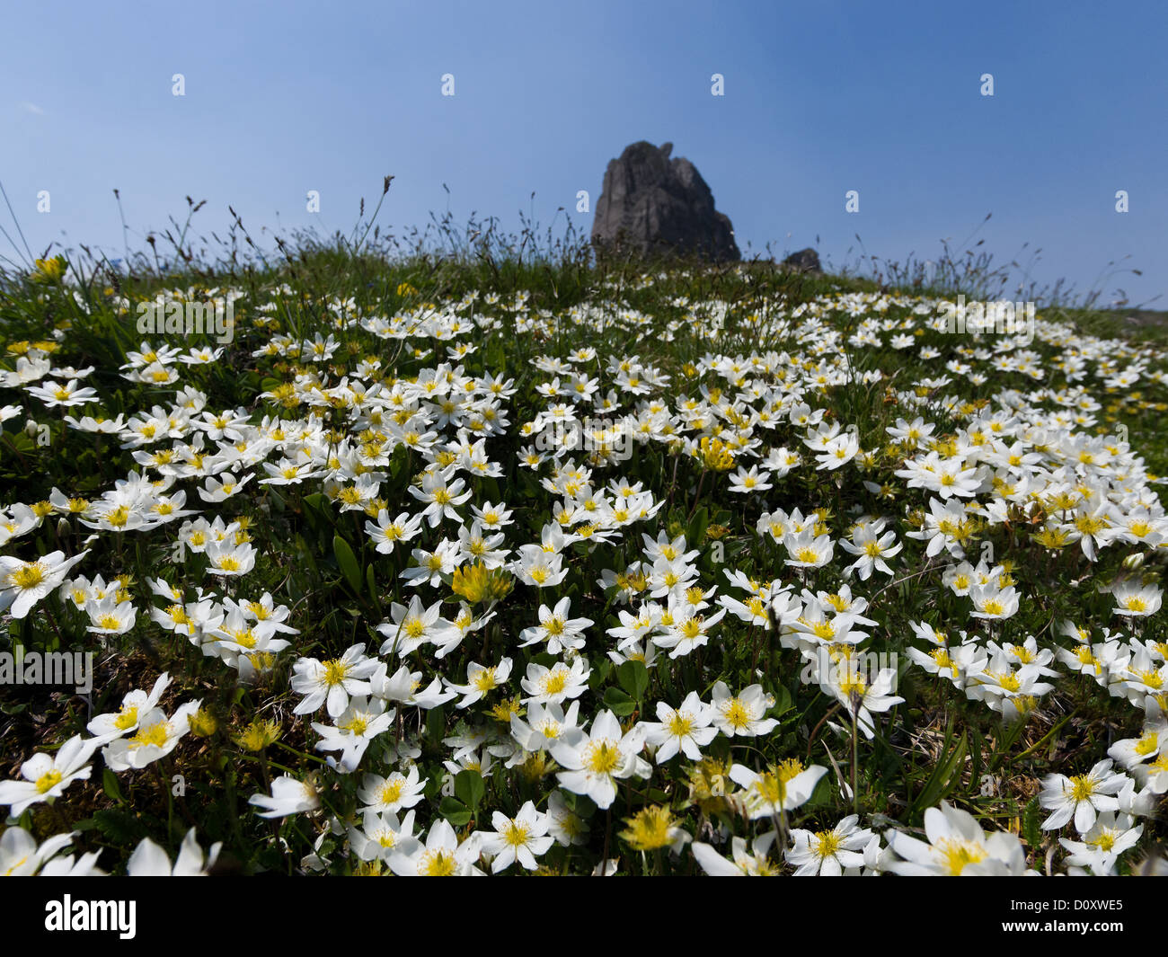 Alpes, flores alpinas, flora alpina, paisaje de montaña de los Alpes Berneses, en el Oberland Bernés, flor, flor pradera en flor, Dryas oct. Foto de stock