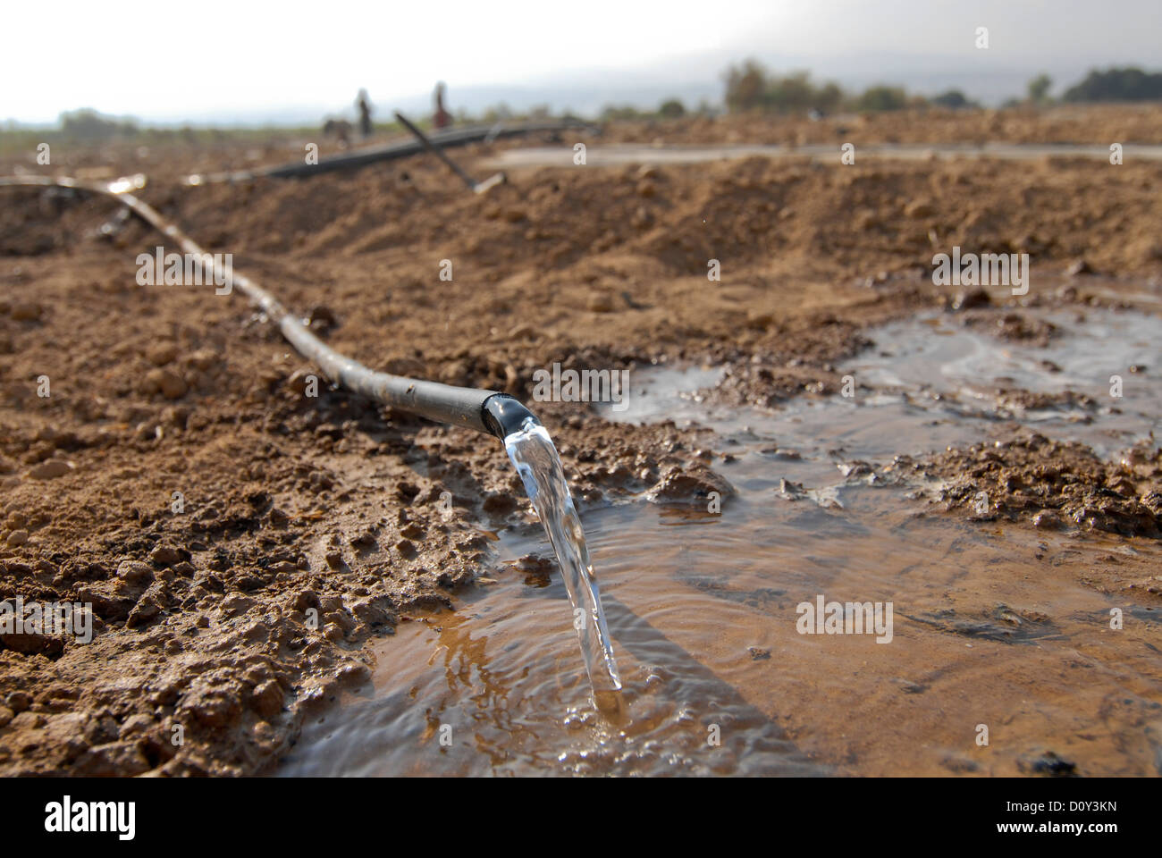 Jordania, la escasez de agua y la agricultura en el valle del Jordán, el cultivo de hortalizas Foto de stock