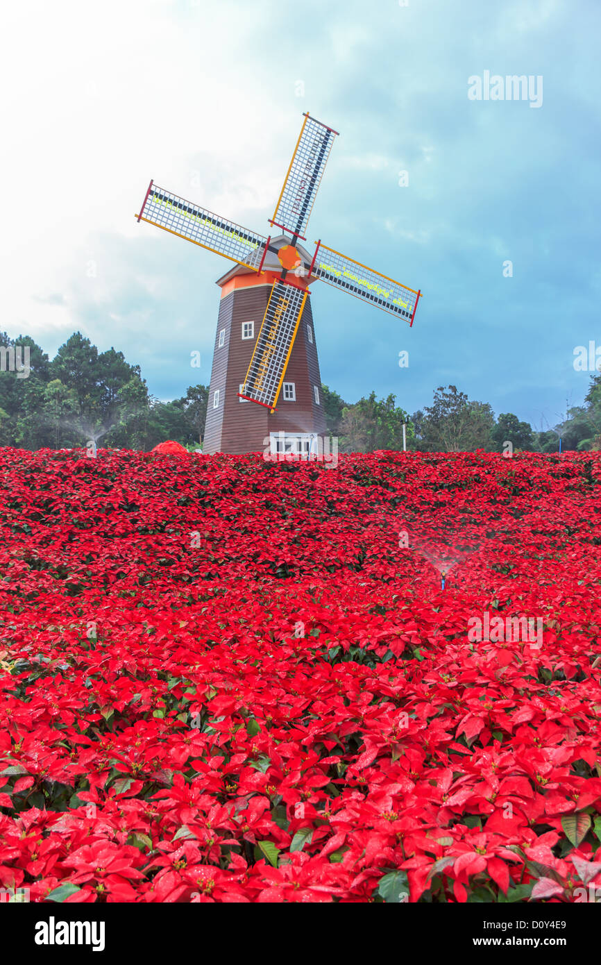 Poinsettia rojo jardín y turbina de viento - Flor de navidad Foto de stock