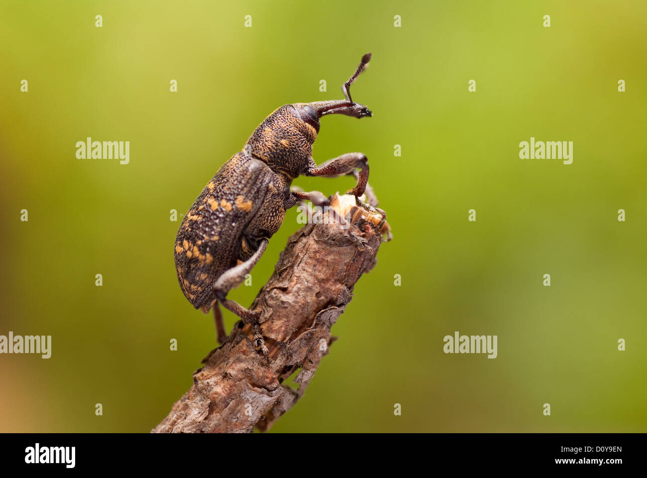 Gran escarabajo marrón sobre stick como fondo Foto de stock