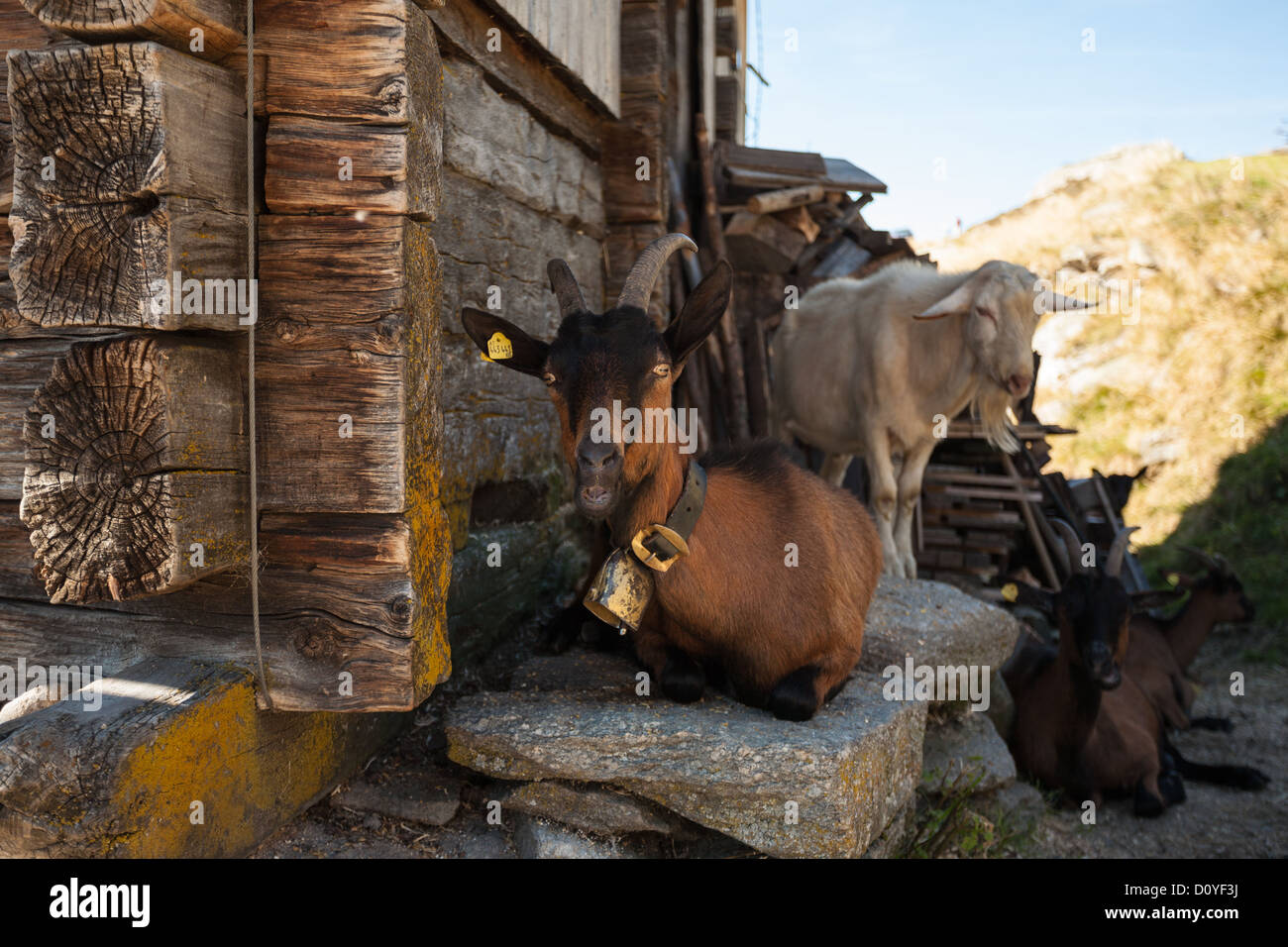 En lo alto de una meseta en los Alpes austríacos en verano, cabra con una campana alrededor de su cuello se asienta sobre una roca a la sombra al lado áspero log derramada. Foto de stock