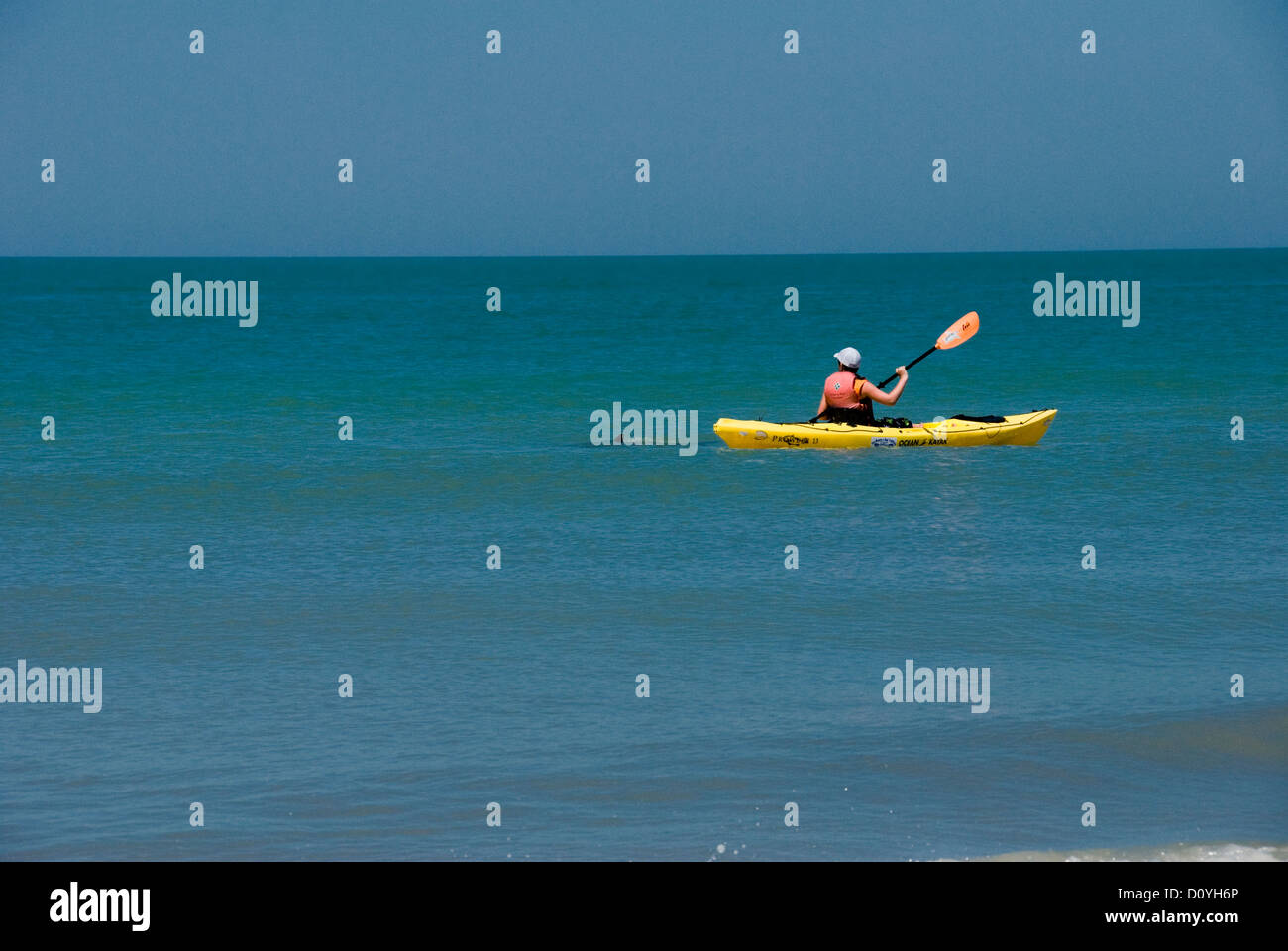Nadar con delfines en kayak Foto de stock