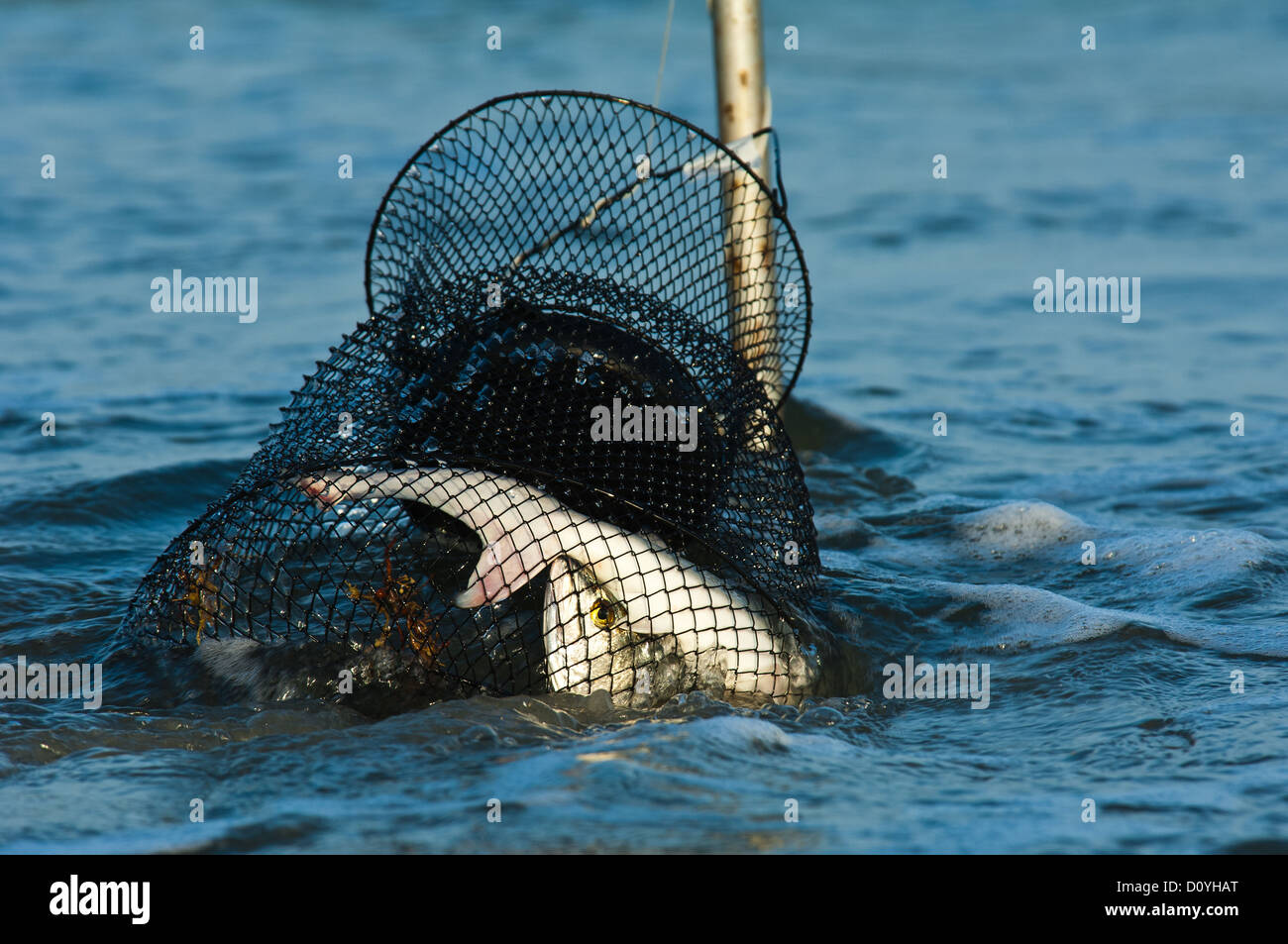 Tiburones y Speckled Trout en una cesta de pescado en la playa en Port Aransas Texas Foto de stock
