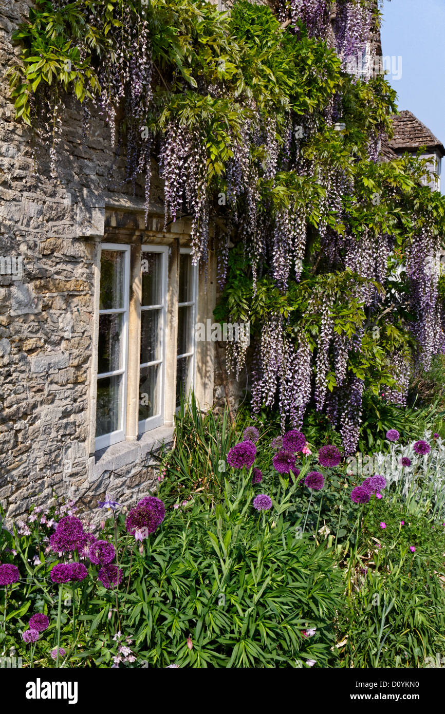 Planta cubierta casa en Lacock village, Wiltshire, Inglaterra Foto de stock