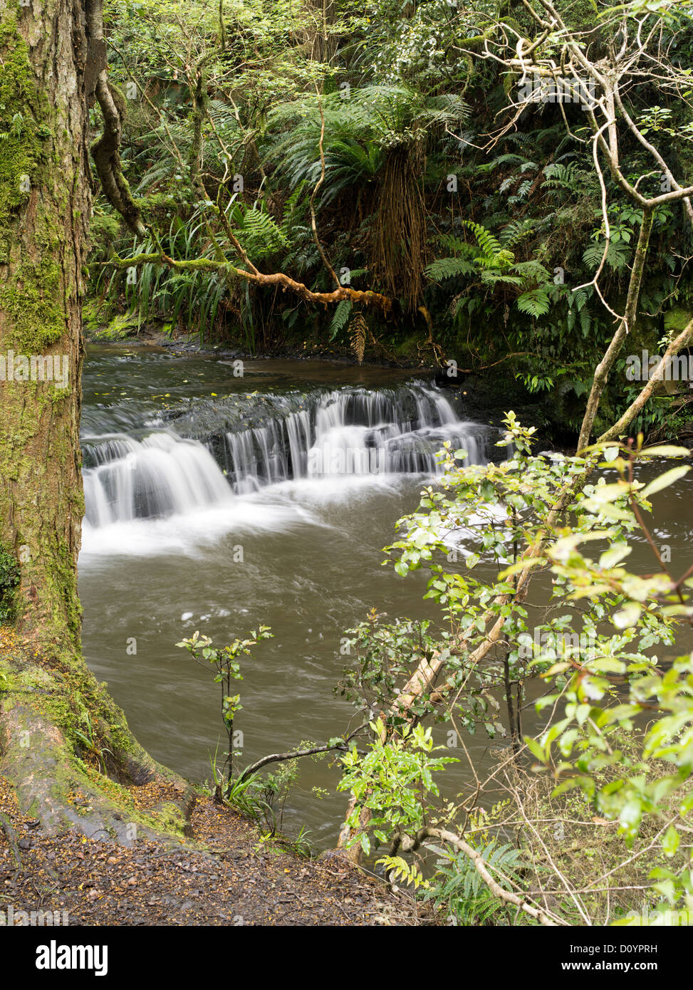 Río purakaunui, justo arriba de purakaunui falls; el catlins, Isla del Sur, Nueva Zelanda Foto de stock