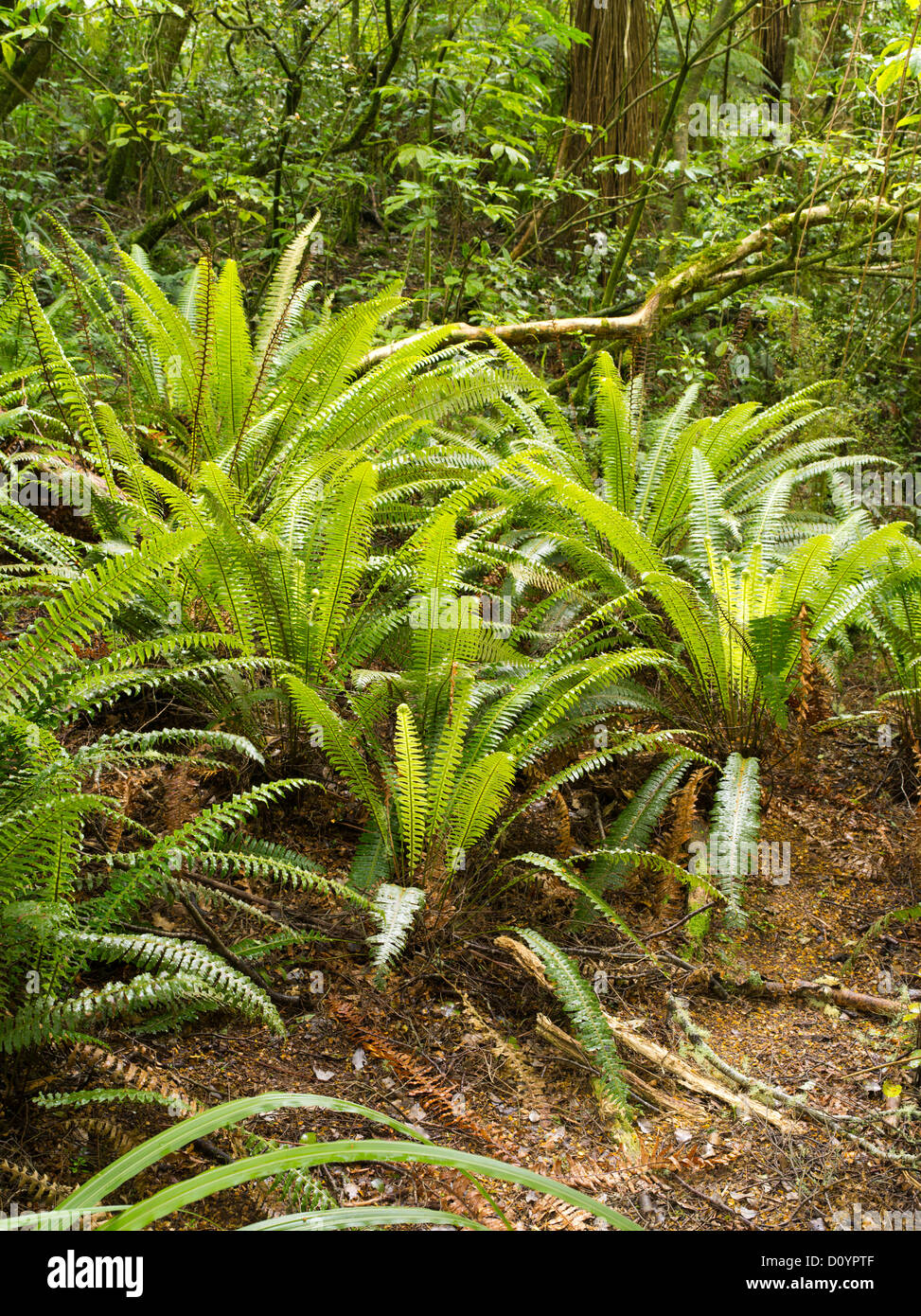 Los helechos crecen en la selva, reserva forestal catlins, Isla del Sur, Nueva Zelanda; cerca de purakaunui falls. Foto de stock