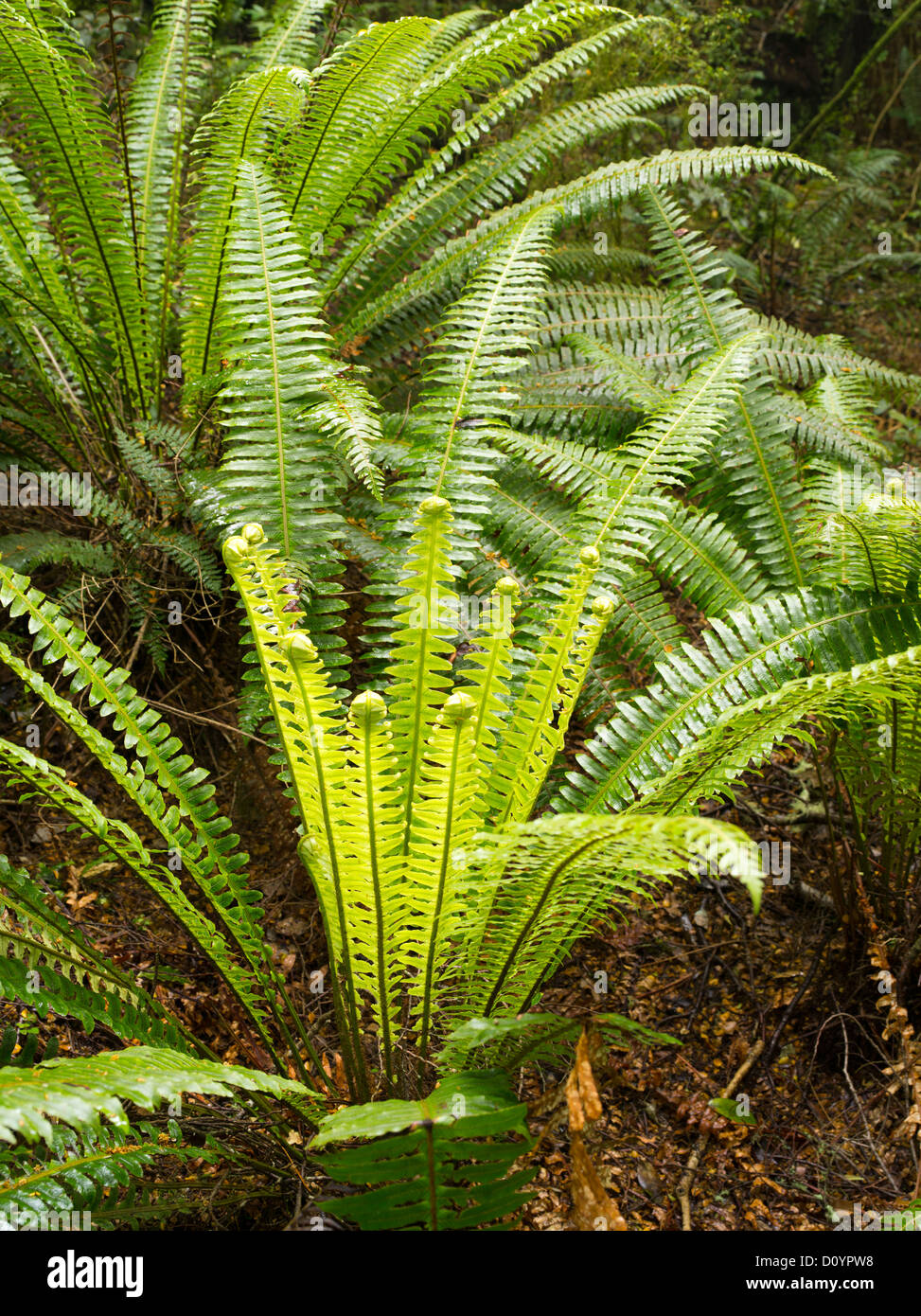 Los helechos crecen en la selva, Reserva Forestal Catlins, Isla del Sur, Nueva Zelanda; cerca de Purakaunui Falls. Foto de stock