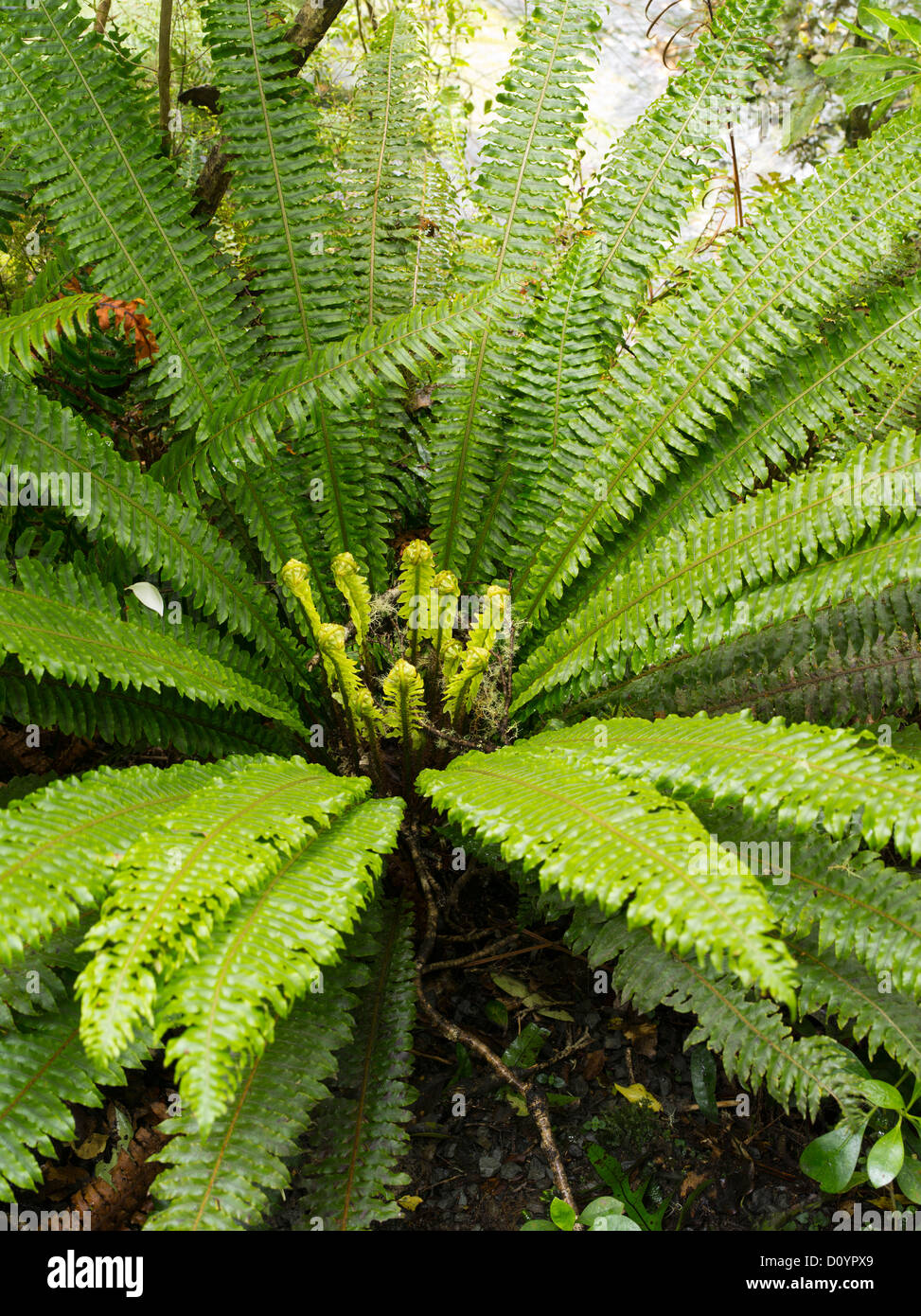 Los helechos crecen en la selva, Reserva Forestal Catlins, Isla del Sur, Nueva Zelanda; cerca de Purakaunui Falls. Foto de stock