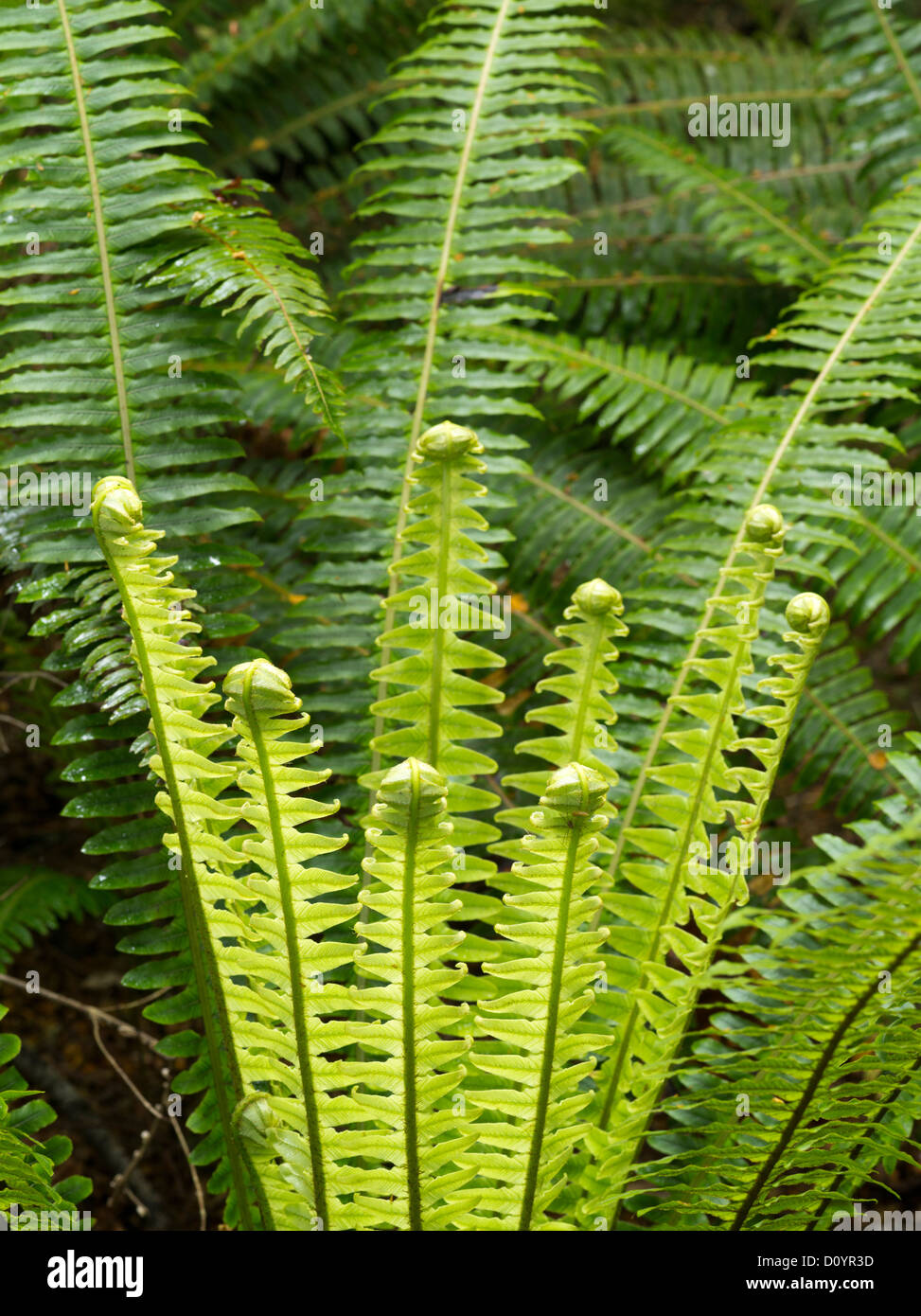 Los helechos crecen en la selva, Reserva Forestal Catlins, Isla del Sur, Nueva Zelanda; cerca de Purakaunui Falls. Foto de stock