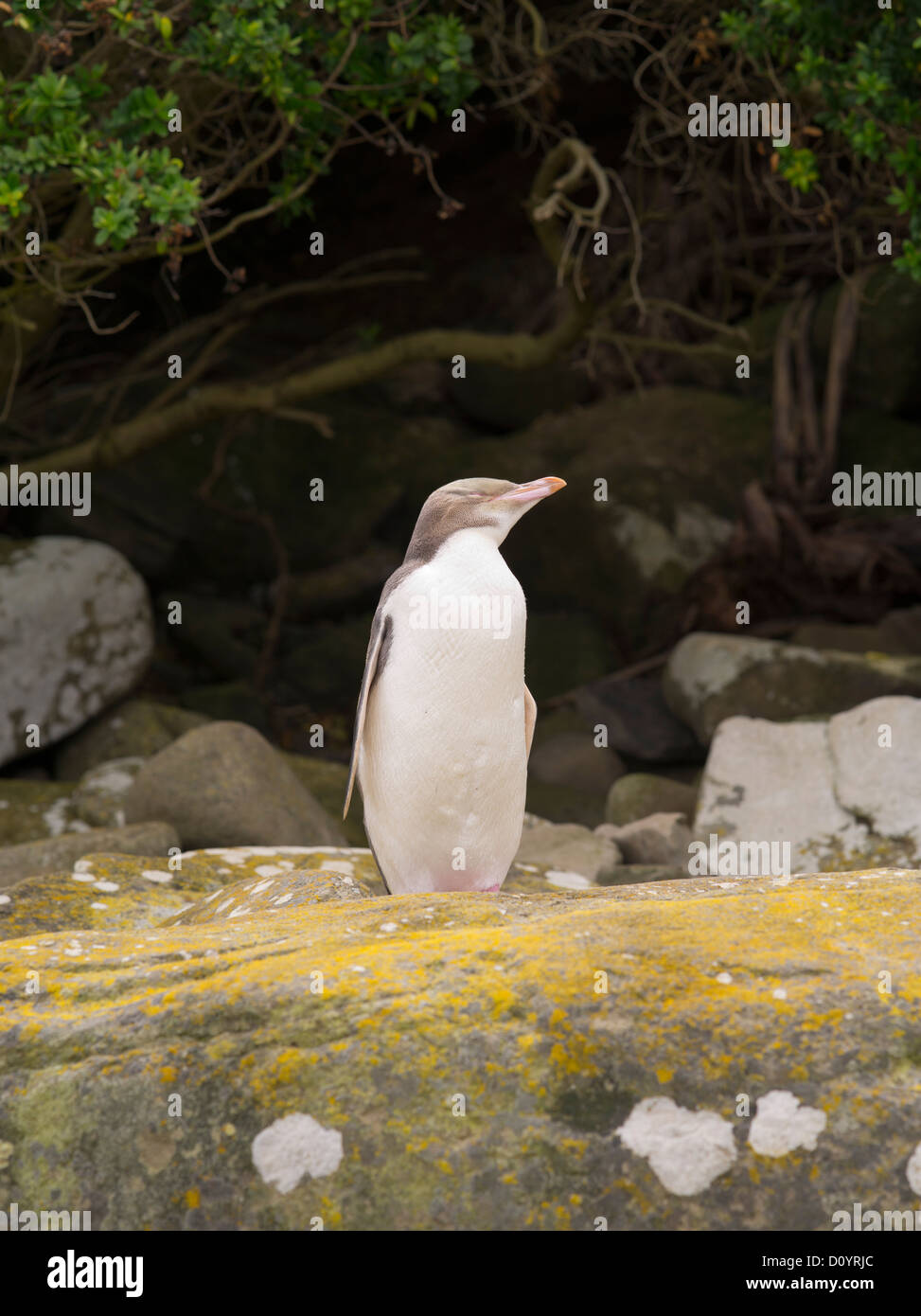 Una mirada y de los pingüinos de ojos amarillos en Curio Bay, antes de entrar en su nido para aliviar su socio de huevo-sitting deber Foto de stock