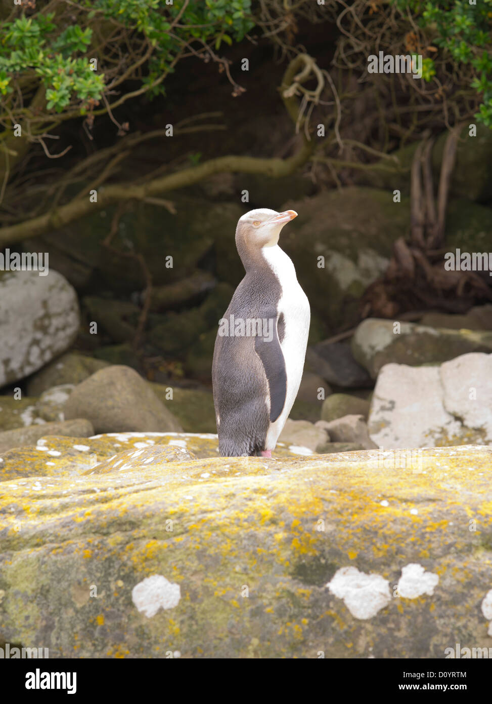 Una mirada y de los pingüinos de ojos amarillos en Curio Bay, antes de entrar en su nido para aliviar su socio de huevo-sitting deber Foto de stock