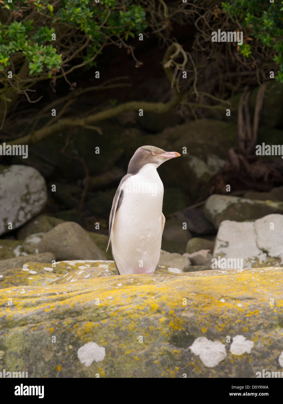 Una mirada y de los pingüinos de ojos amarillos en Curio Bay, antes de entrar en su nido para aliviar su socio de huevo-sitting deber Foto de stock