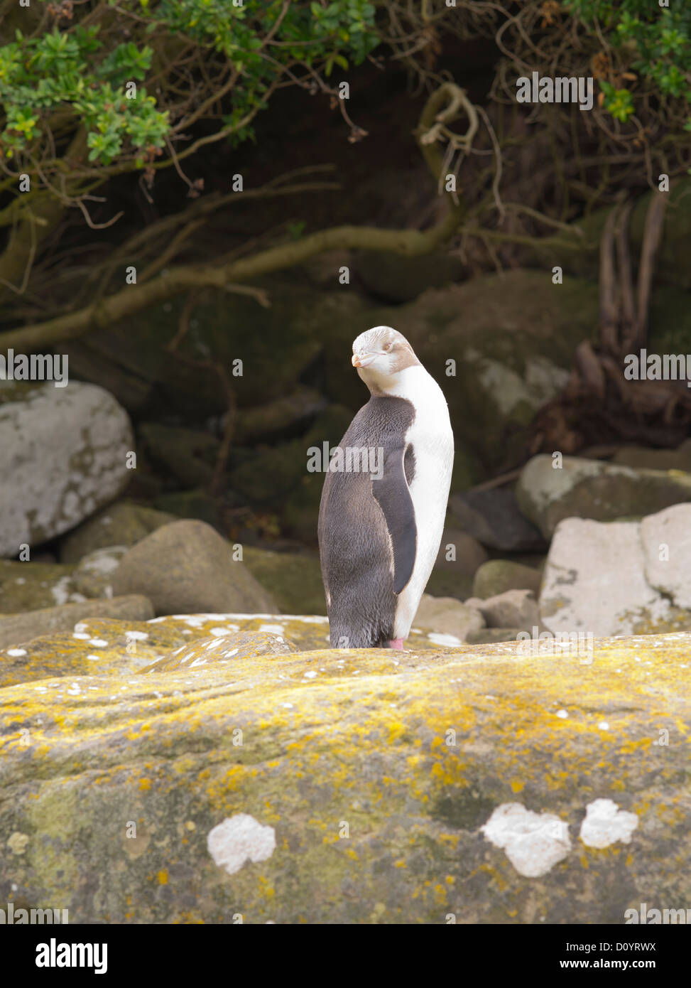 Una mirada y de los pingüinos de ojos amarillos en Curio Bay, antes de entrar en su nido para aliviar su socio de huevo-sitting deber Foto de stock