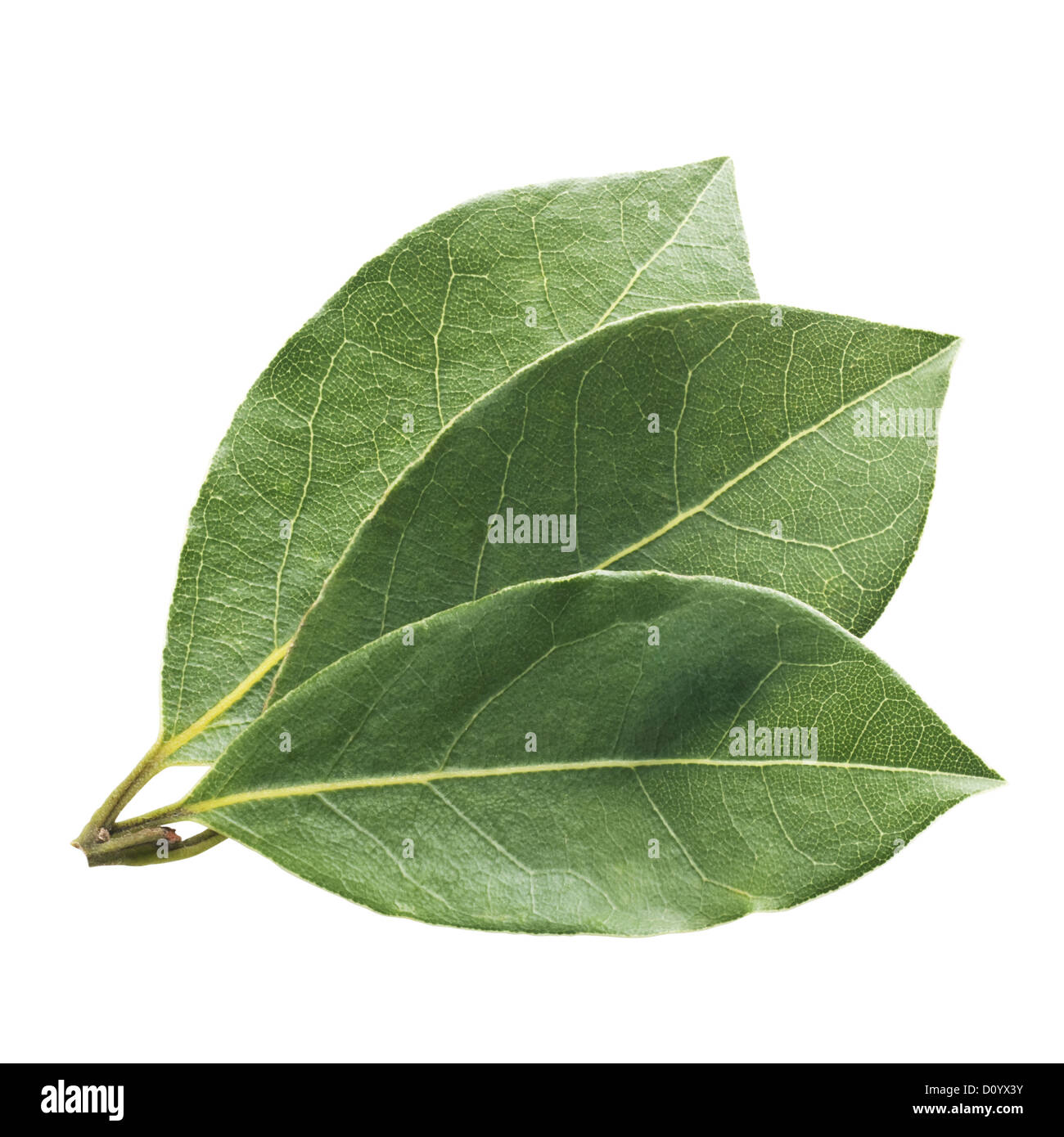 Hoja de laurel Fotografía de stock Alamy