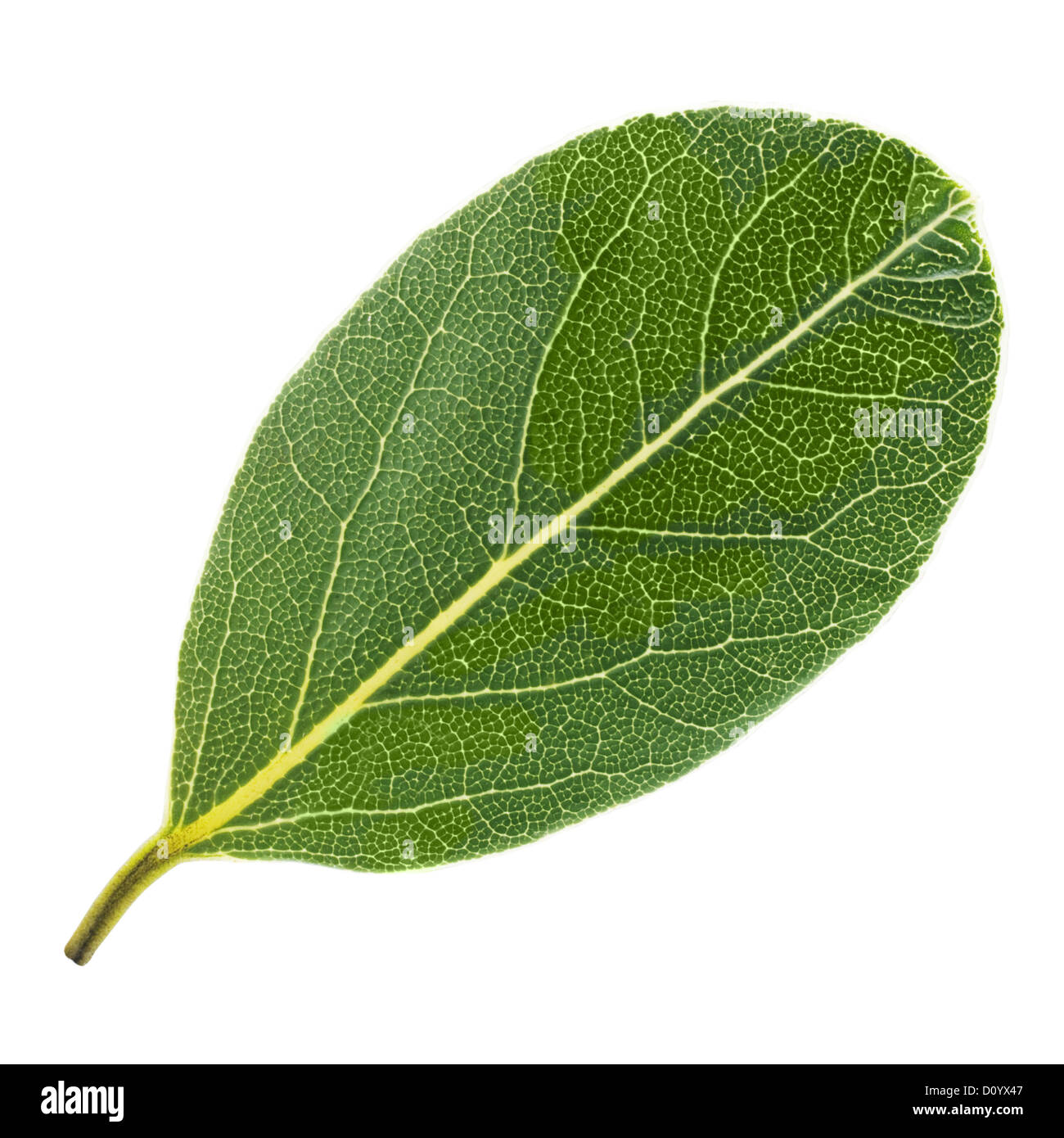 Hoja de laurel Fotografía de stock Alamy