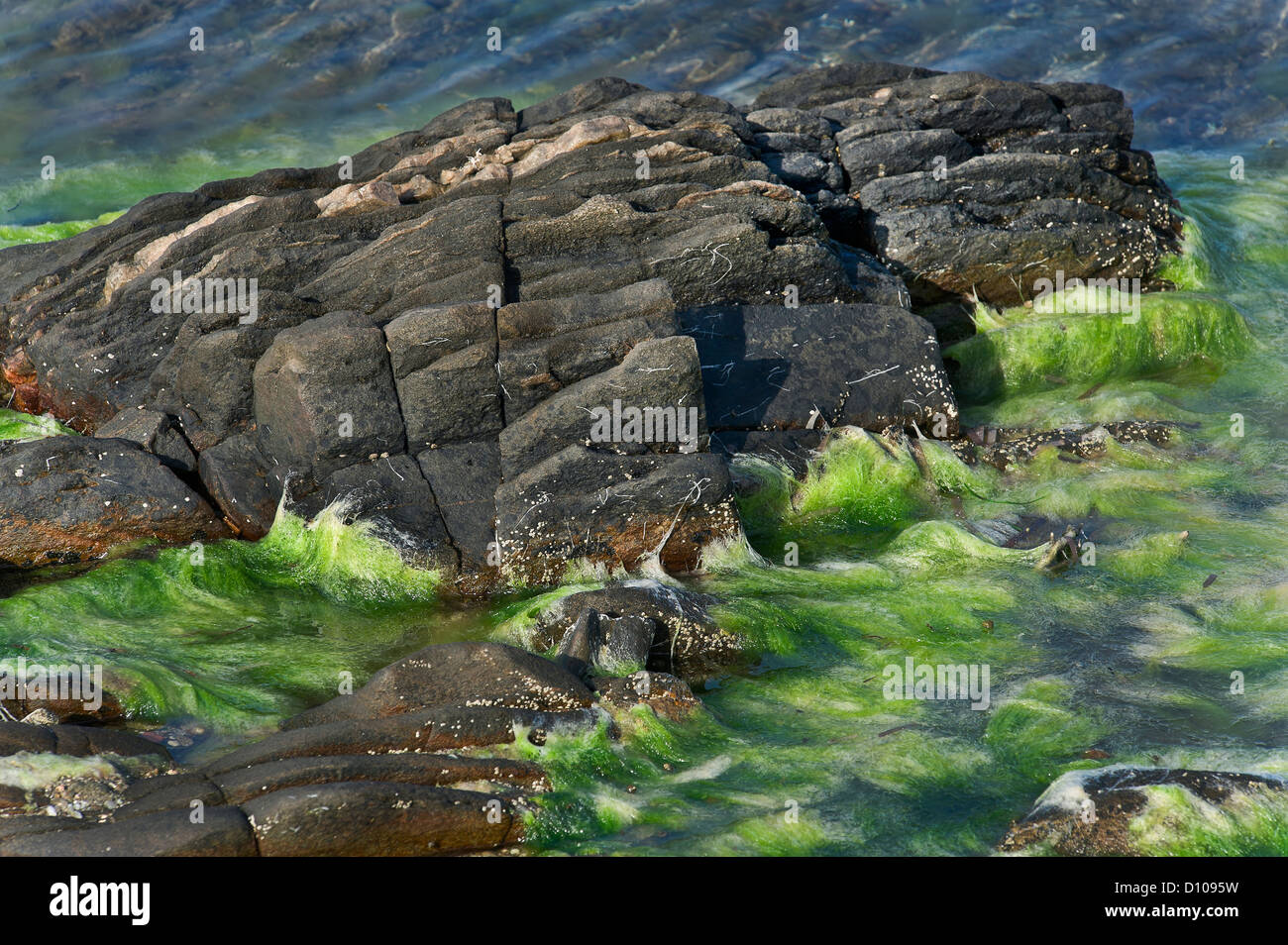 Rocas y algas, Asinara NP (Cerdeña, Italia) Foto de stock