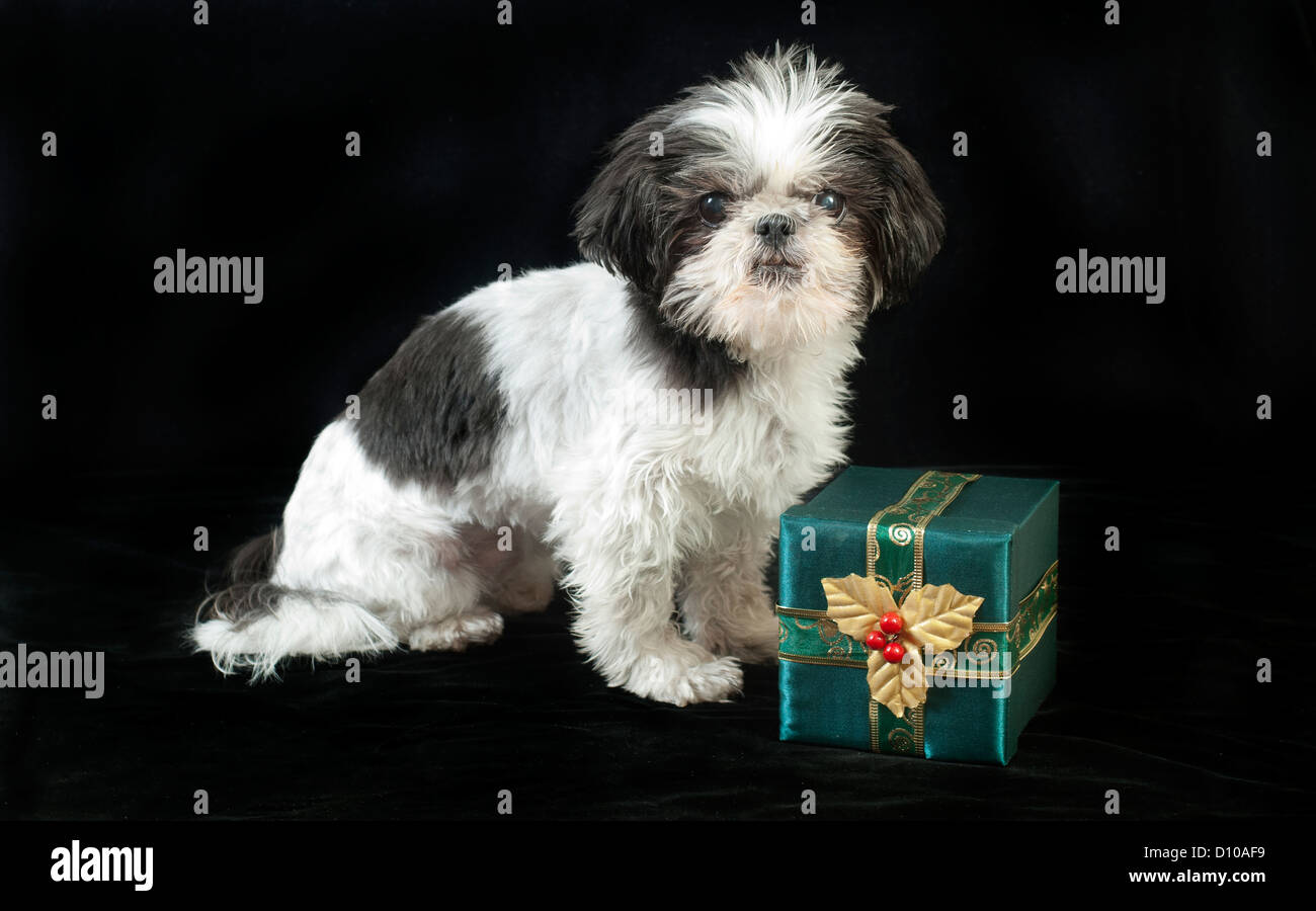 Poco lindo Shih Tzu perro con regalo de Navidad Fotografía de stock - Alamy