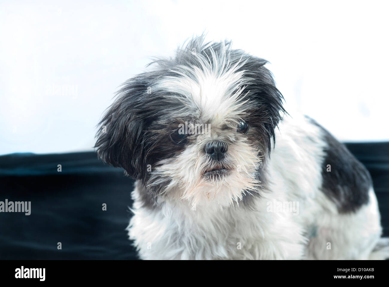 Lindo Shih Tzu perro con regalo de Navidad Fotografía de stock - Alamy