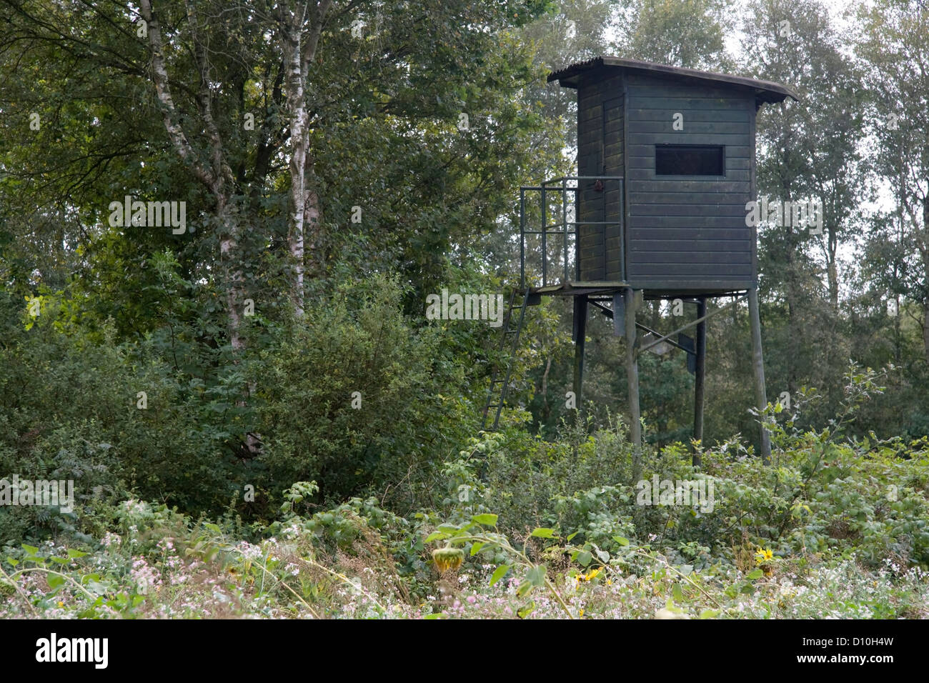 Observación de vida silvestre cabaña, Países Bajos Foto de stock