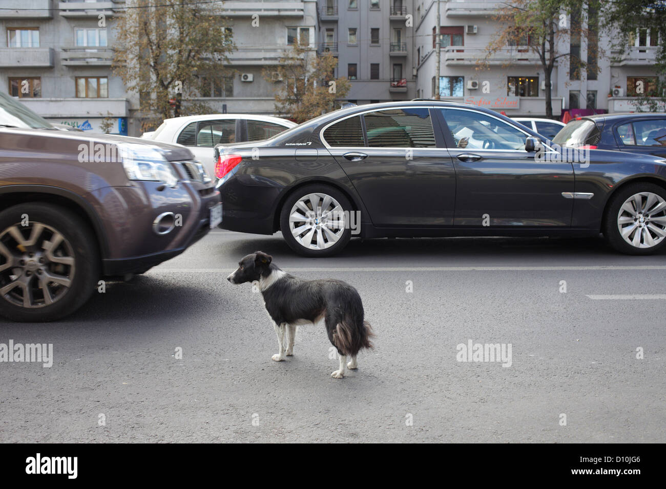 Bucarest, Rumania, perro salvaje en la carretera, en el centro de Bucarest  Fotografía de stock - Alamy