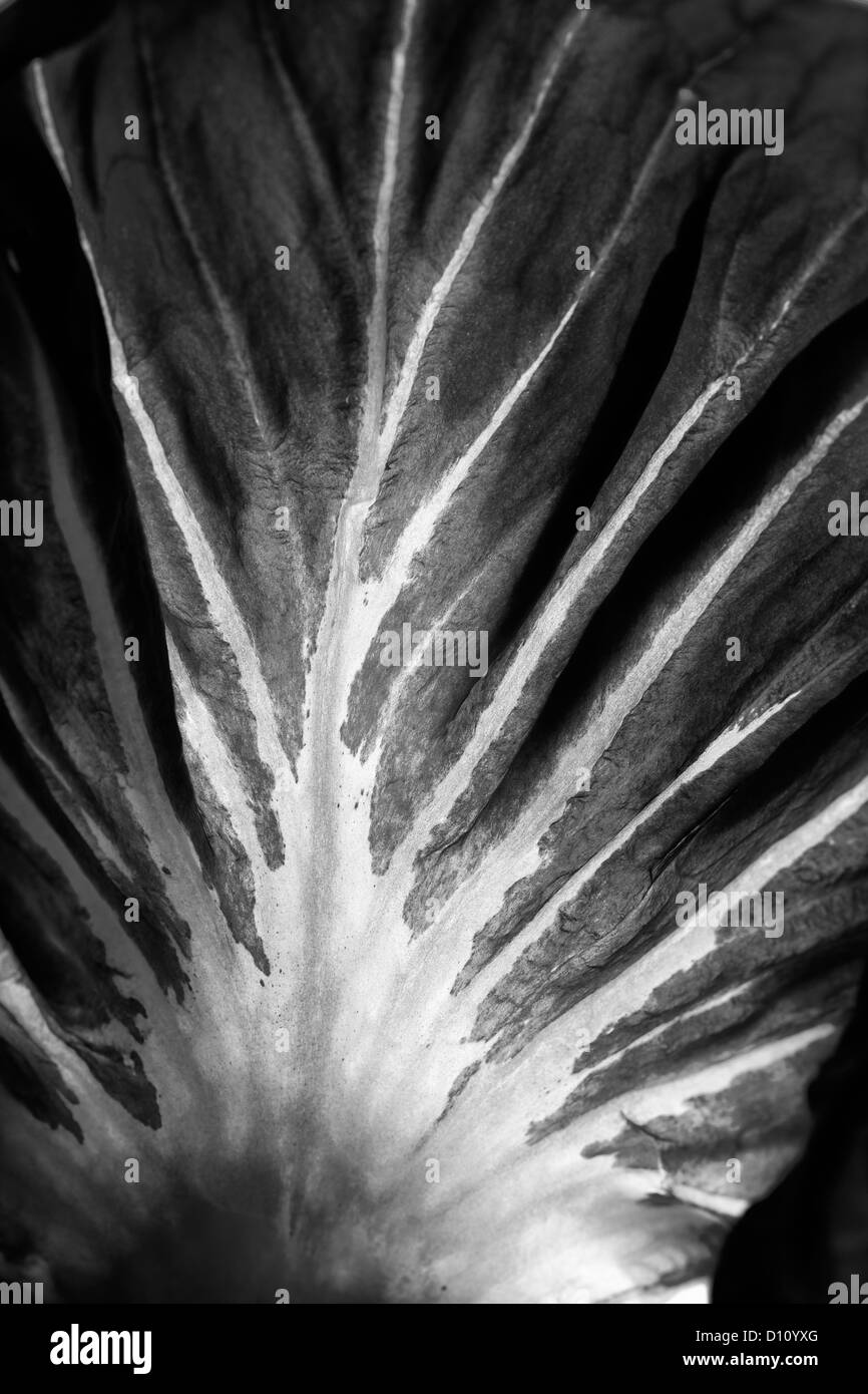 Detalle de hojas de radicchio Foto de stock