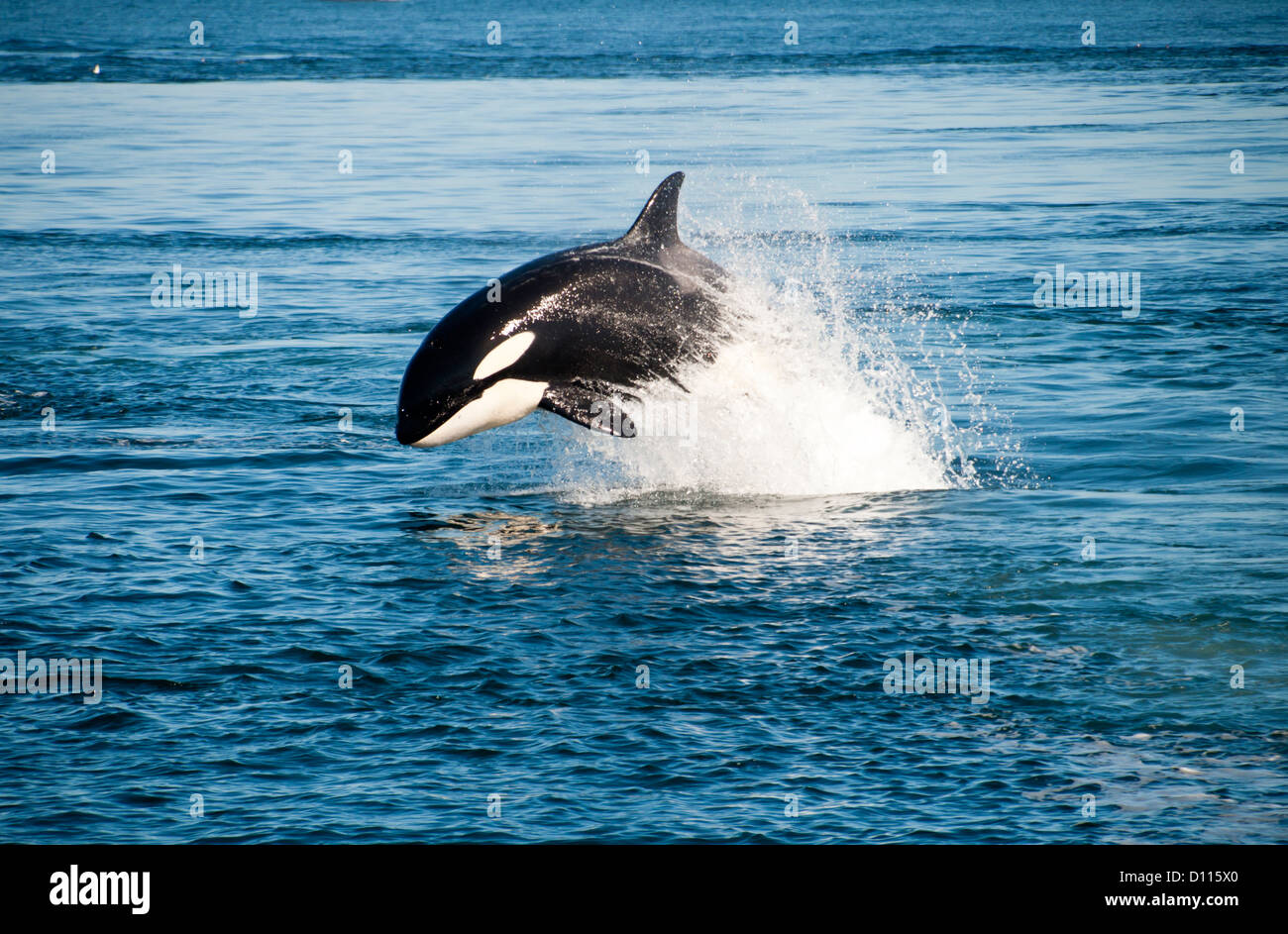 Una ballena asesina es nadar Foto de stock