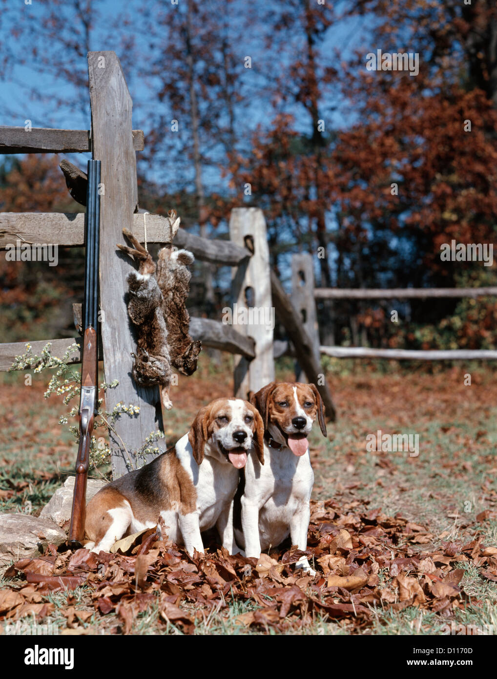 1950 1960 2 Inglés BEAGLE perros de caza por Ferrocarril División valla con  conejos y escopeta Fotografía de stock - Alamy