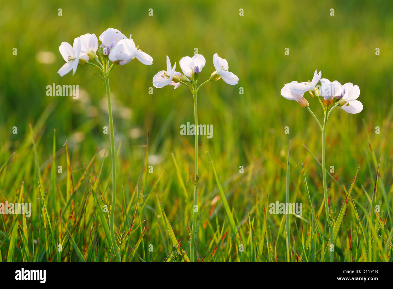 Lady's Smock o Flor de cuco (Cardamine pratensis) en la luz del atardecer. Floración en una pradera en una granja orgánica. Powys, Gales. Foto de stock