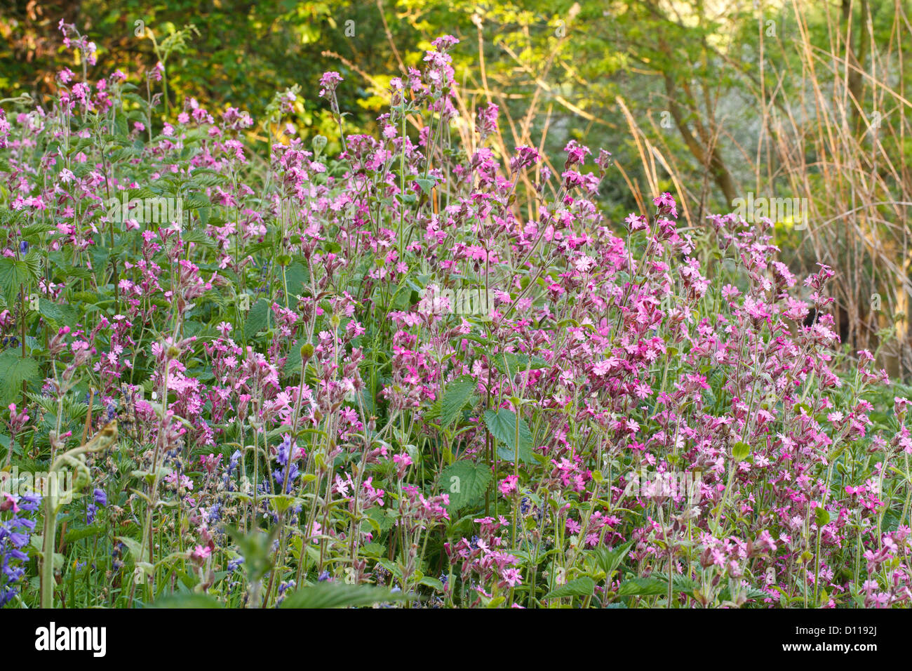 Rojo Campion (Silene dioica) floración. Shropshire, Inglaterra. De mayo. Foto de stock