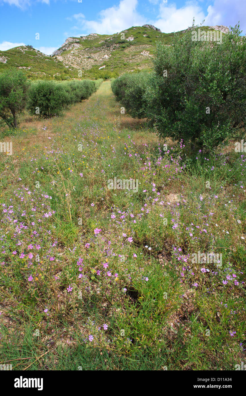 Flores silvestres, incluyendo el almizcle Malva (Malva moschata) en un olivo (Olea europea) Orchard. Chaîne des Alpilles, Provenza, Francia. Foto de stock