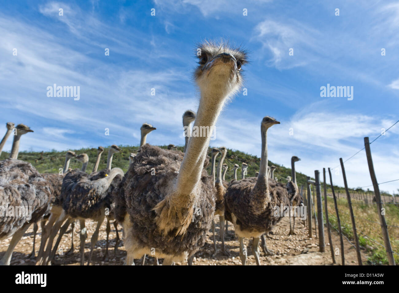 Granja de avestruces comerciales, Oudtshoorn, Western Cape, Sudáfrica Foto de stock