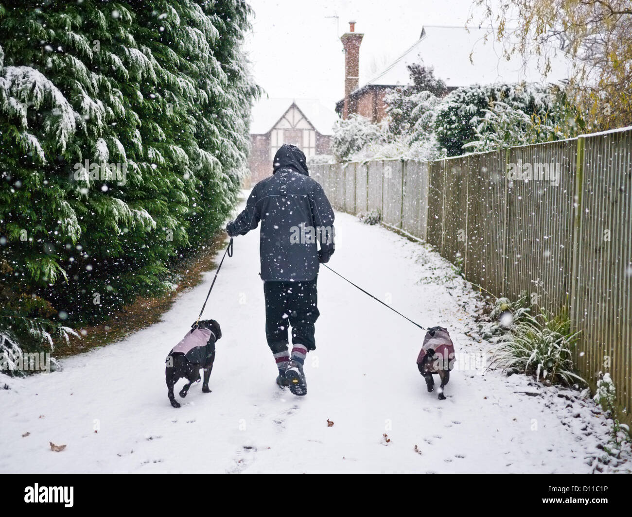 Kent, Reino Unido - El 5 de diciembre de 2012: un hombre camina sus perros como la nieve cae en Whistable, Kent. Crédito: CBCK-Christine / Alamy Live News Foto de stock