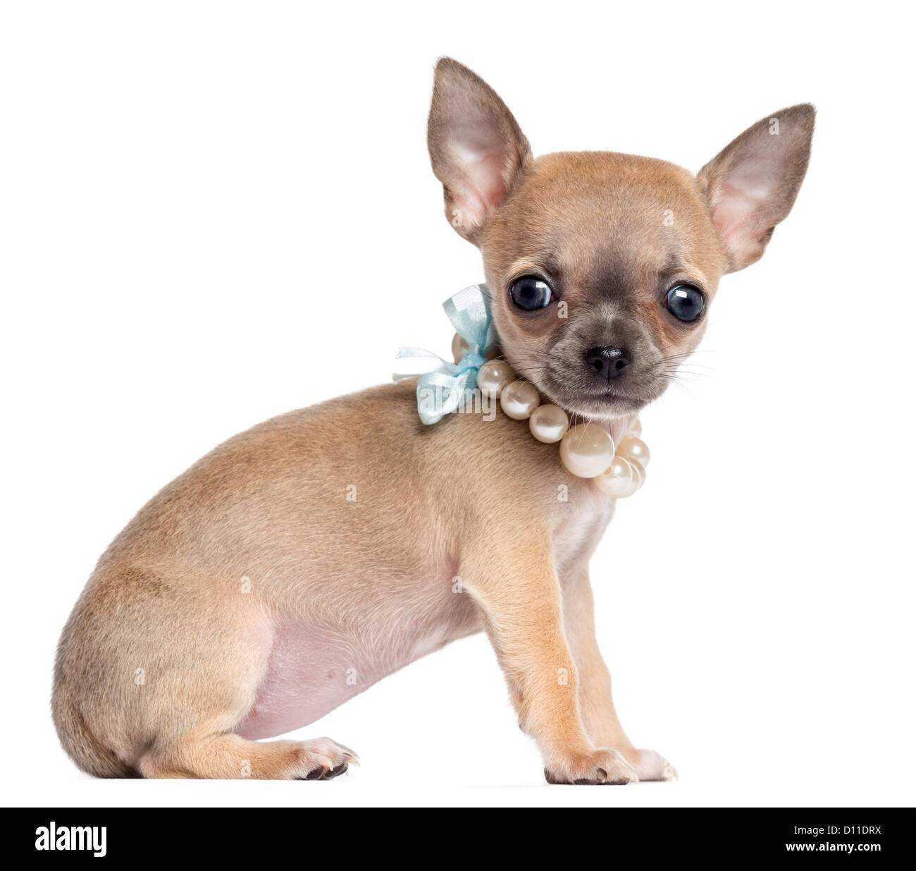 Chihuahua cachorro, de 4 meses de edad, vistiendo un collar de perlas y mirando la cámara contra el fondo blanco. Foto de stock