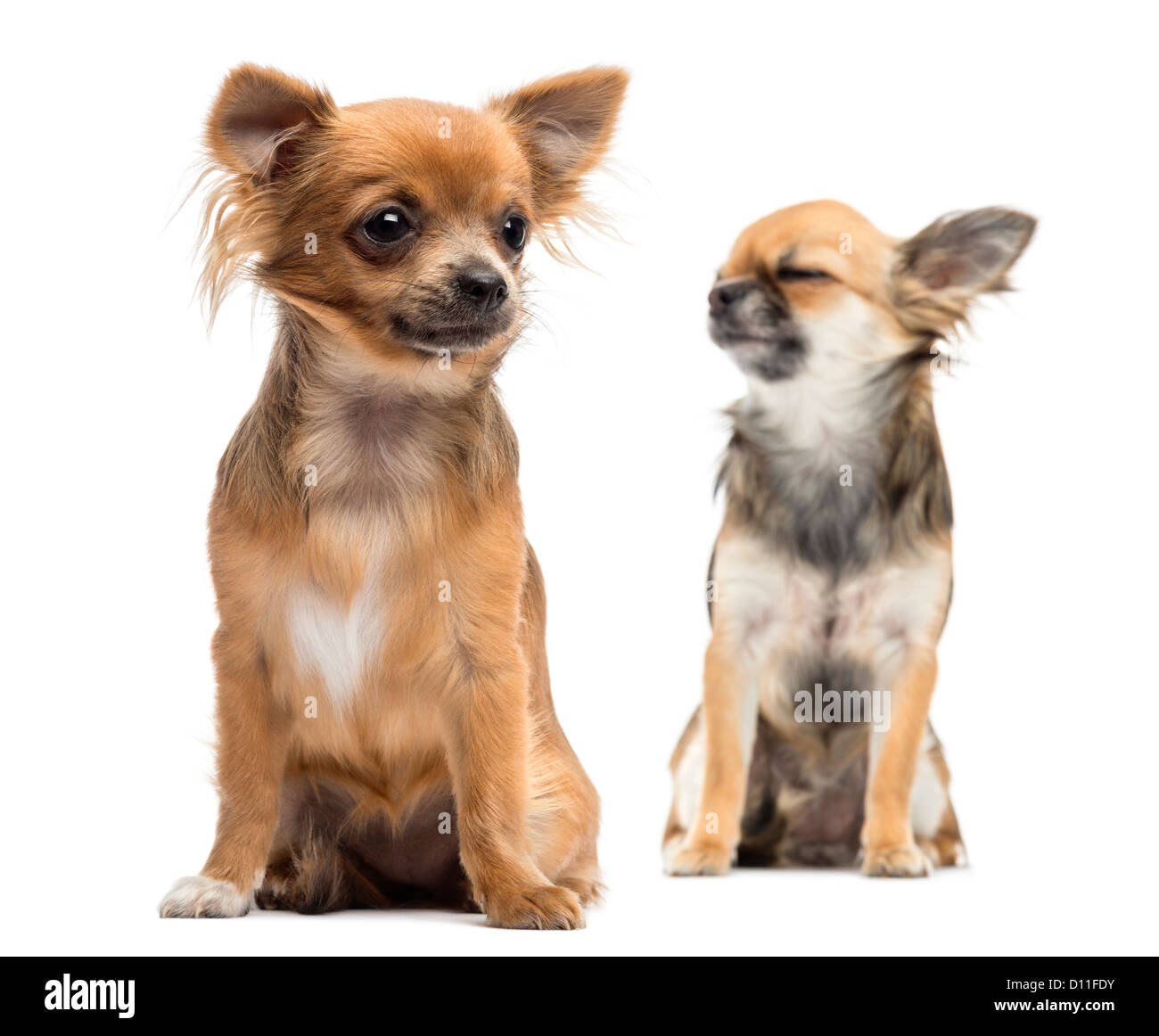 Dos Chihuahuas sentada y mirando a otro lado con el foco en el primer plano contra el fondo blanco. Foto de stock