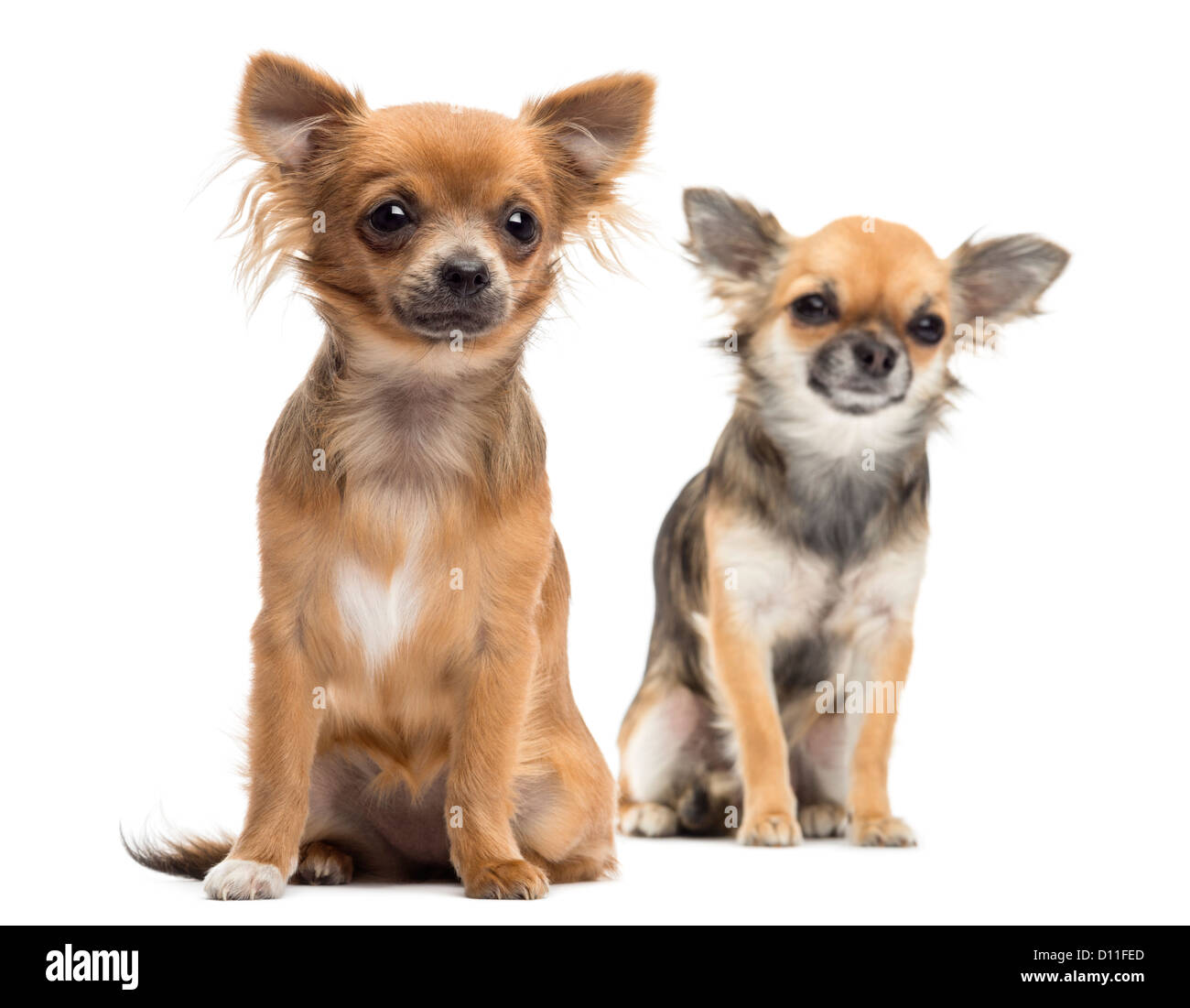 Dos Chihuahuas sentada y mirando a otro lado con el foco en el primer plano contra el fondo blanco. Foto de stock