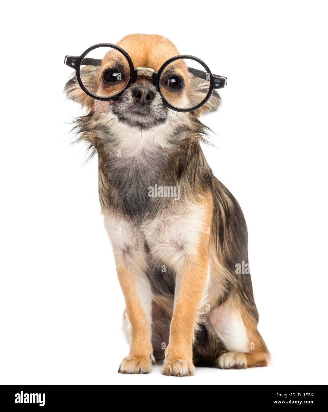 Chihuahua con gafas, sentada y mirando la cámara contra el fondo blanco  Fotografía de stock - Alamy