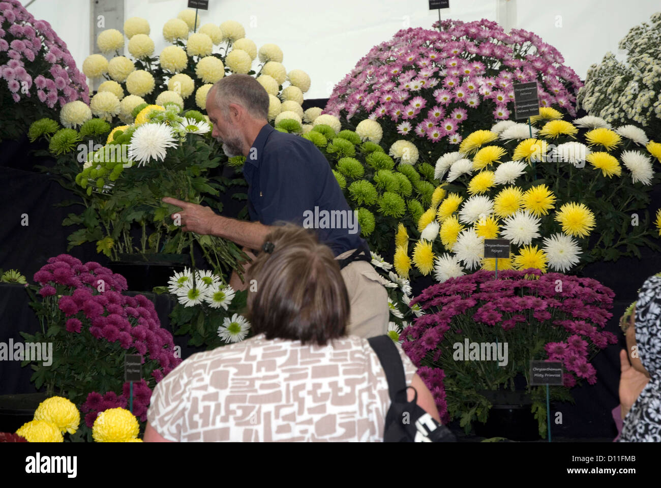 Venta de flores en el stand de crisantemo Hampton Court Flower Show, en el oeste de Londres Foto de stock