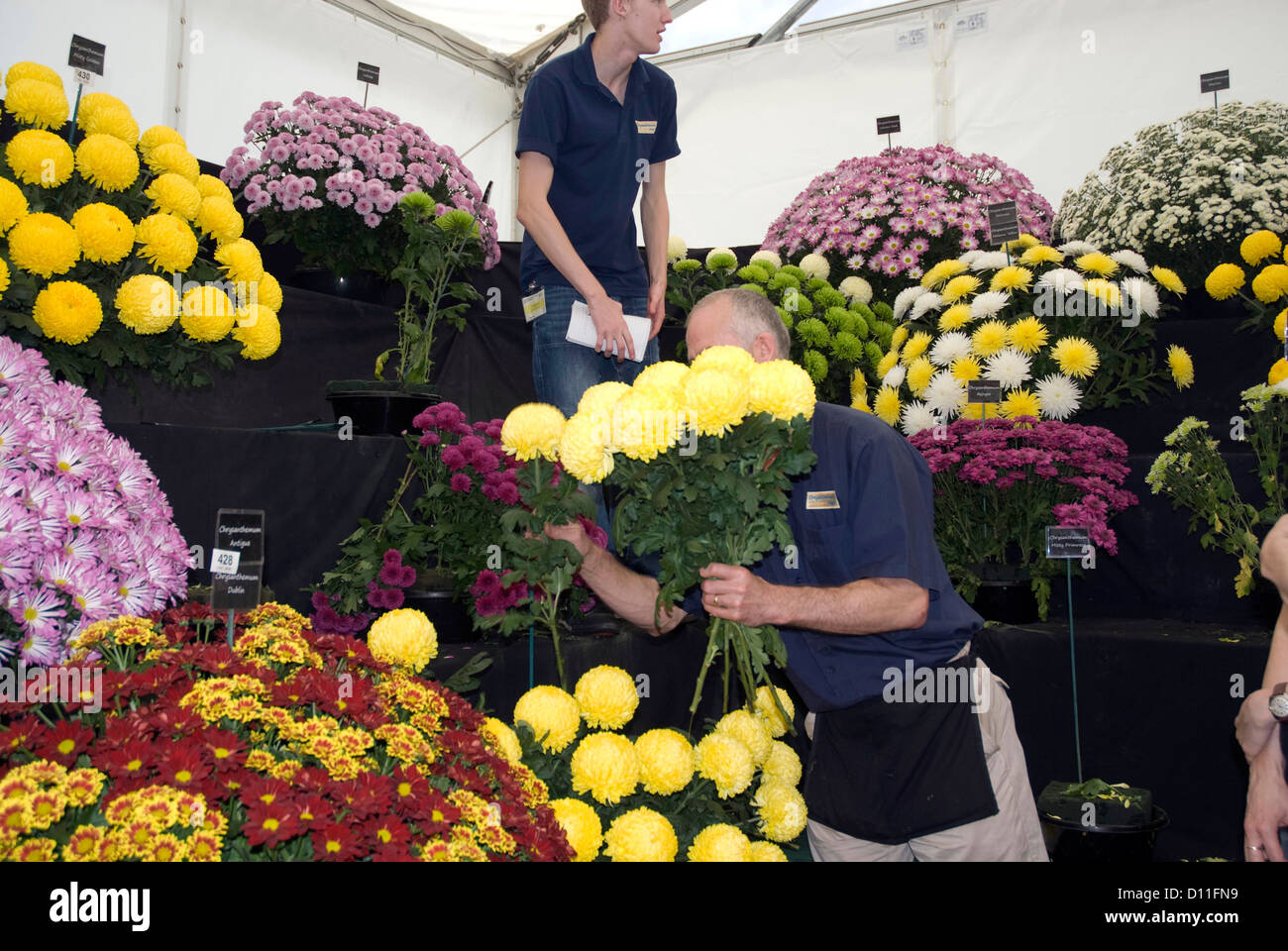 Venta de flores en el stand de crisantemo Hampton Court Flower Show, en el oeste de Londres Foto de stock