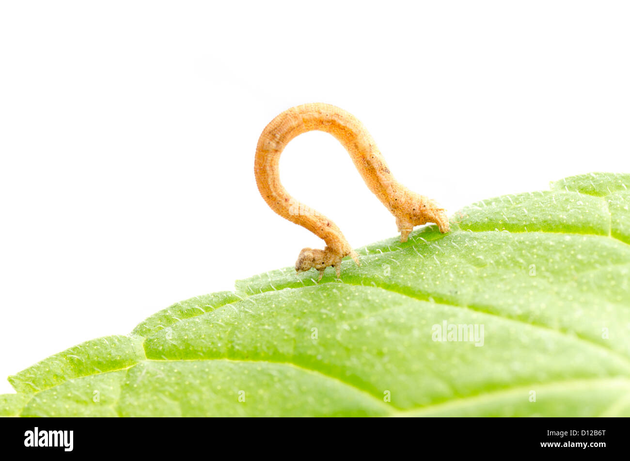 Insectos o inchworms loopers, Caterpillar de polilla Geometrids