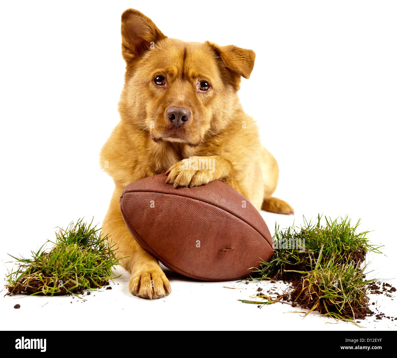 Perro posando con el fútbol y césped de hierba. Aislado en blanco Foto de stock